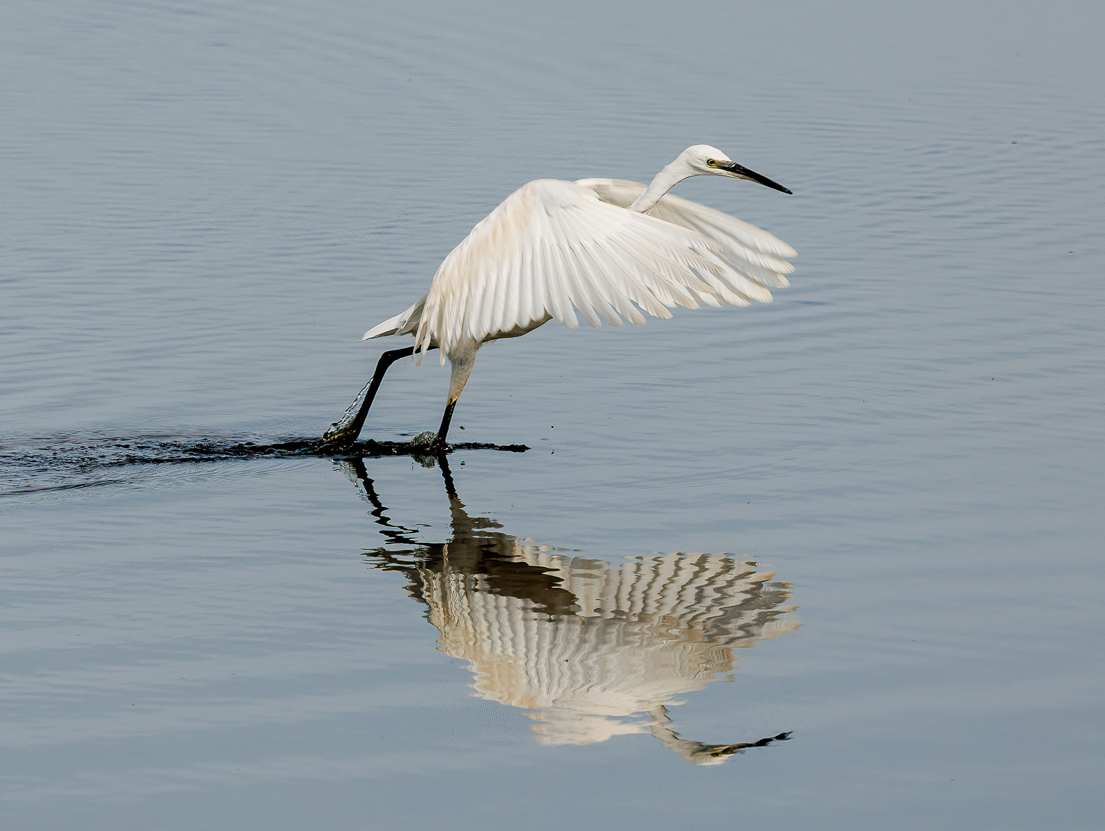 Little Egret