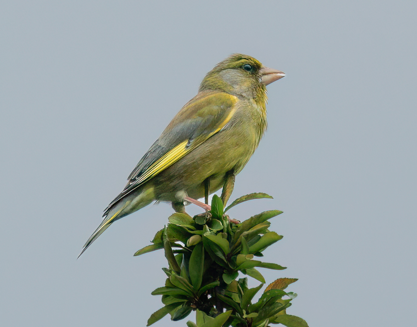 Greenfinch