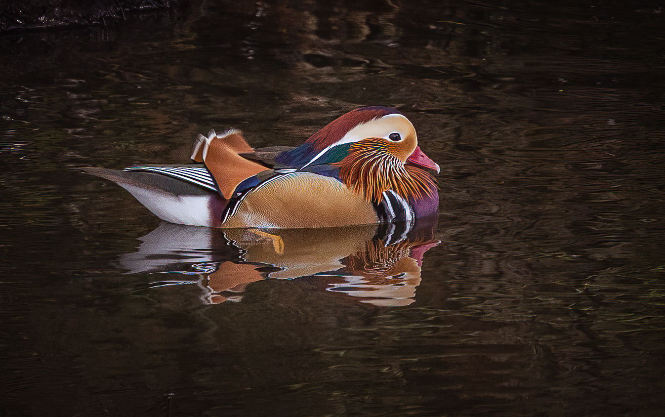 Mandarin Duck
