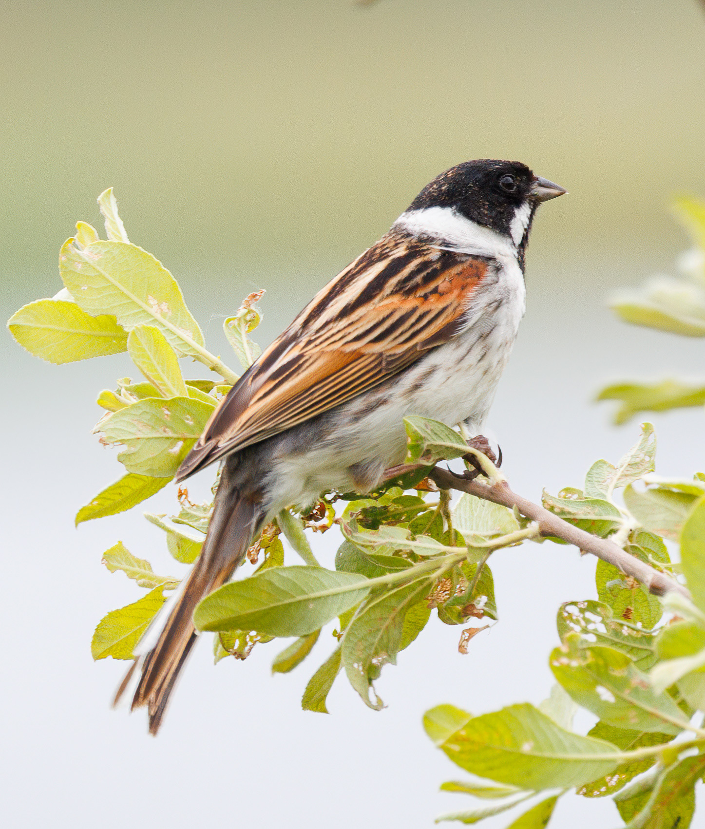Reed Bunting