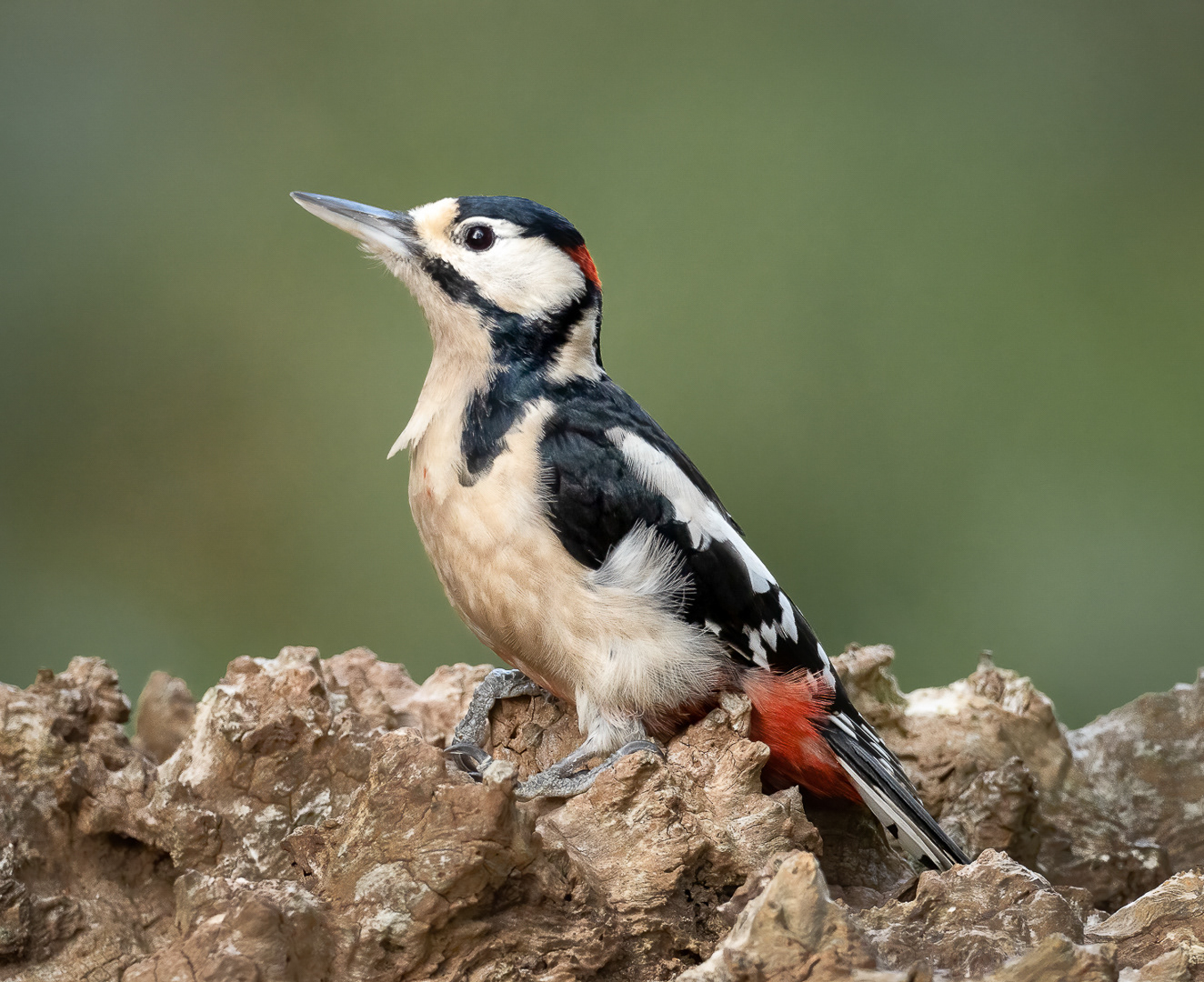 Greater Spotted Woodpecker