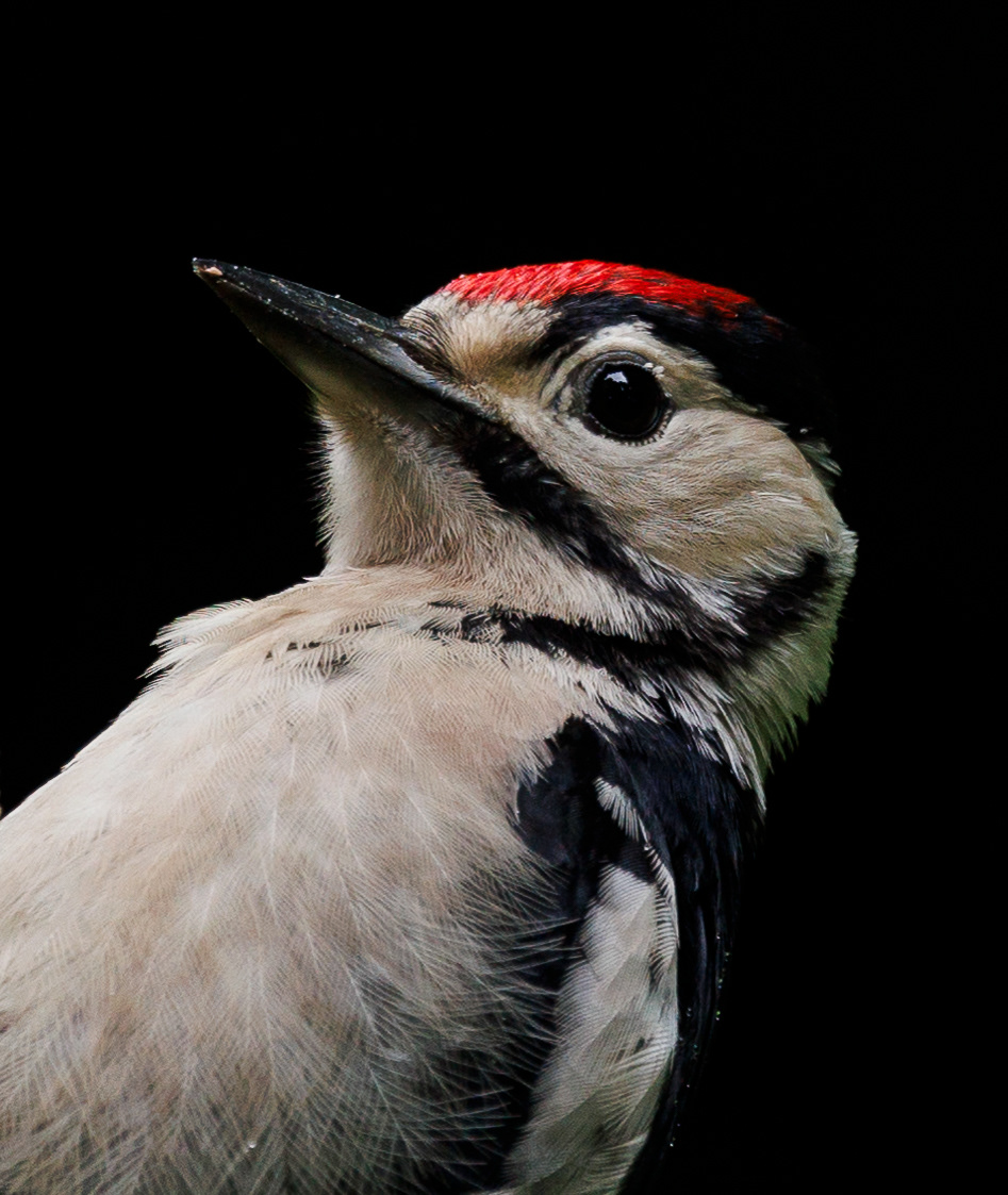 Greater Spotted Woodpecker