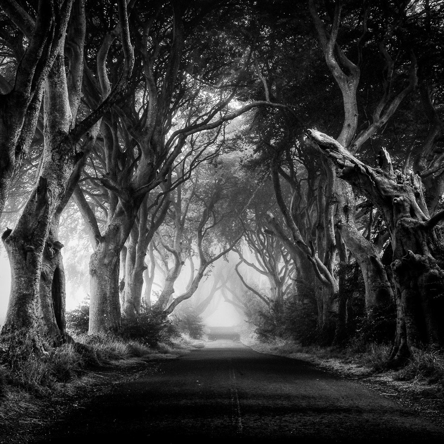The Dark Hedges