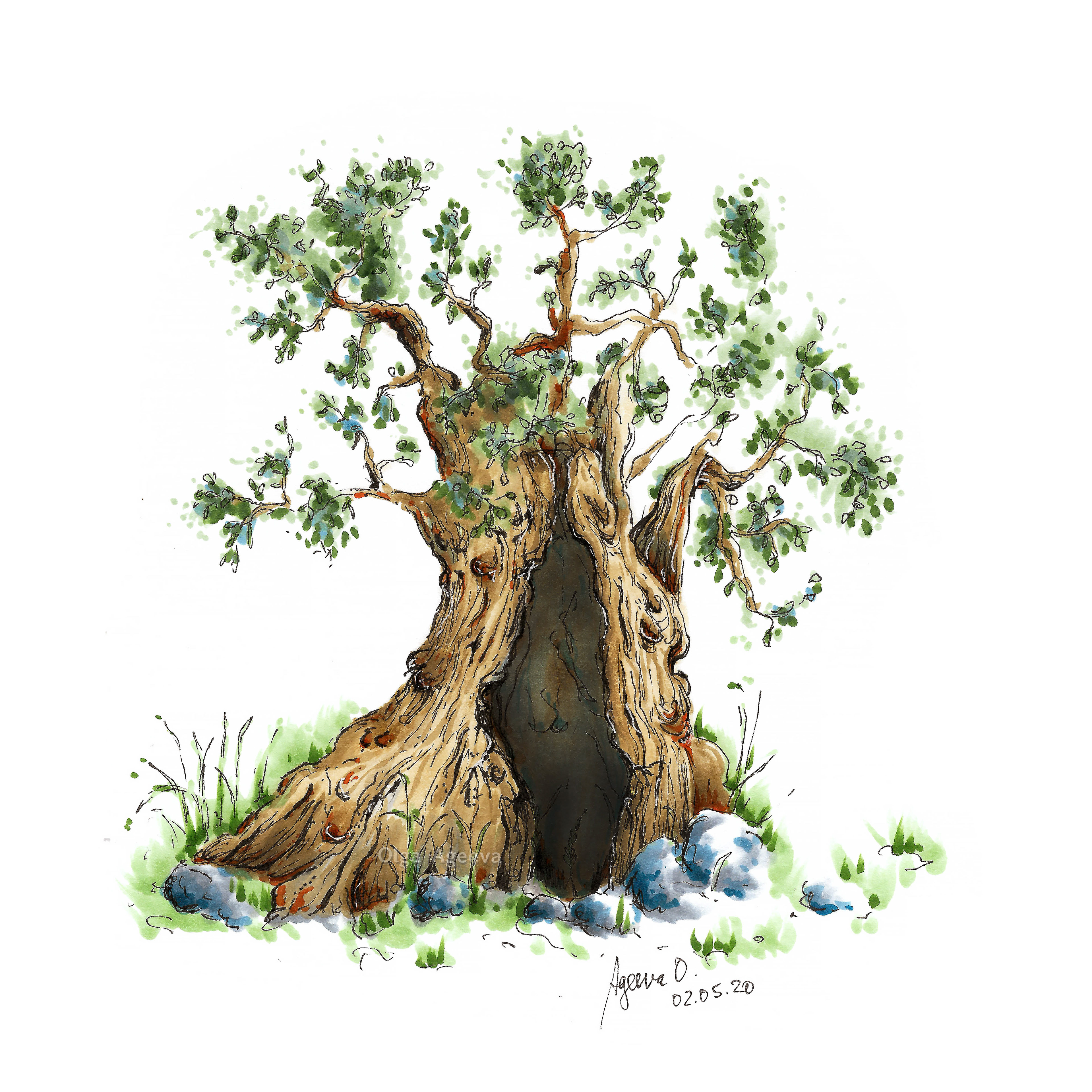 Ancient Olive tree, Aegina