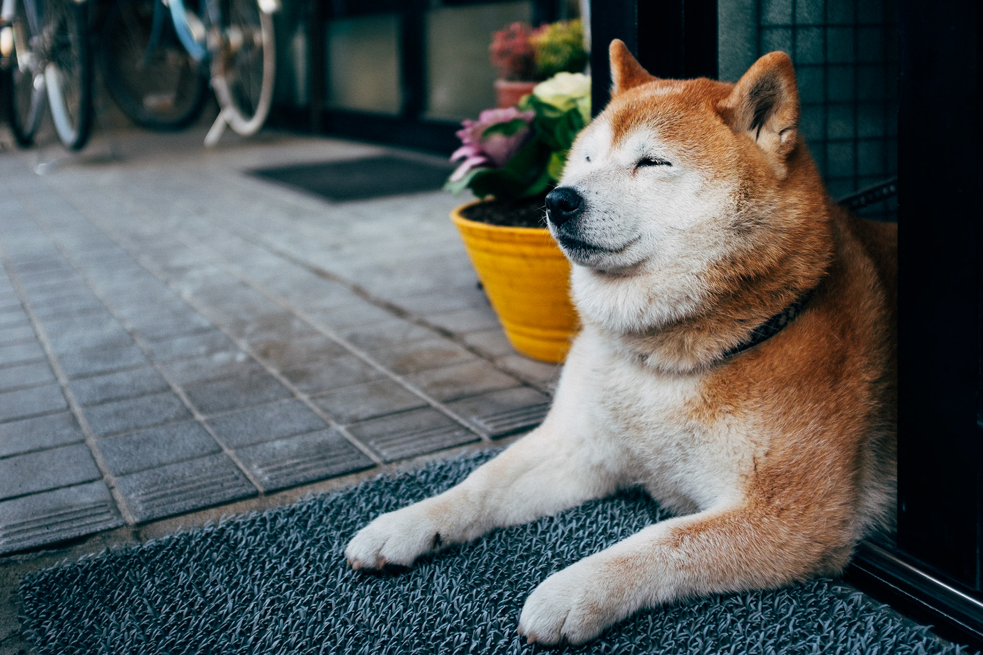 Zenitude d'un chien d'Akita ou Akita inu