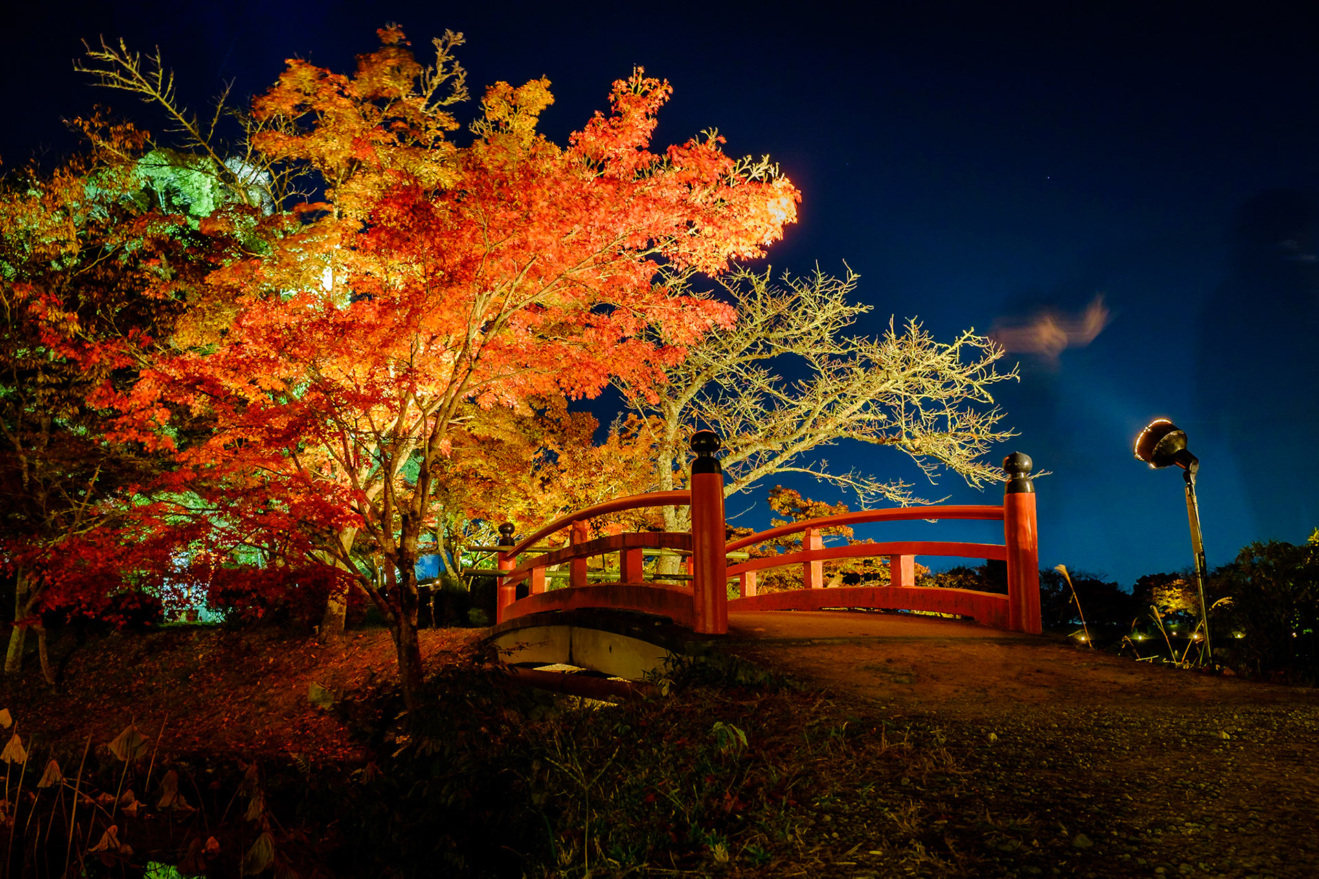 Daikaku-ji by Night (Kyōto)