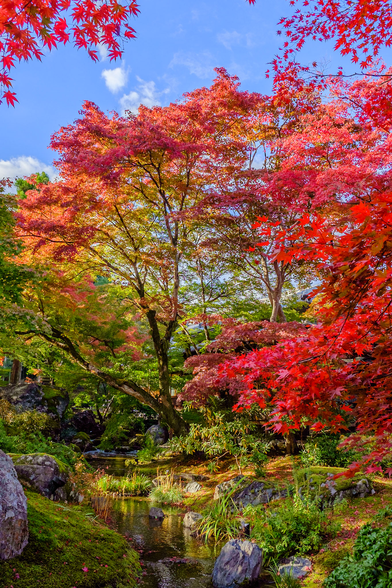 Arbres et ruisseau dans le Tenryū-ji (Kyōto)