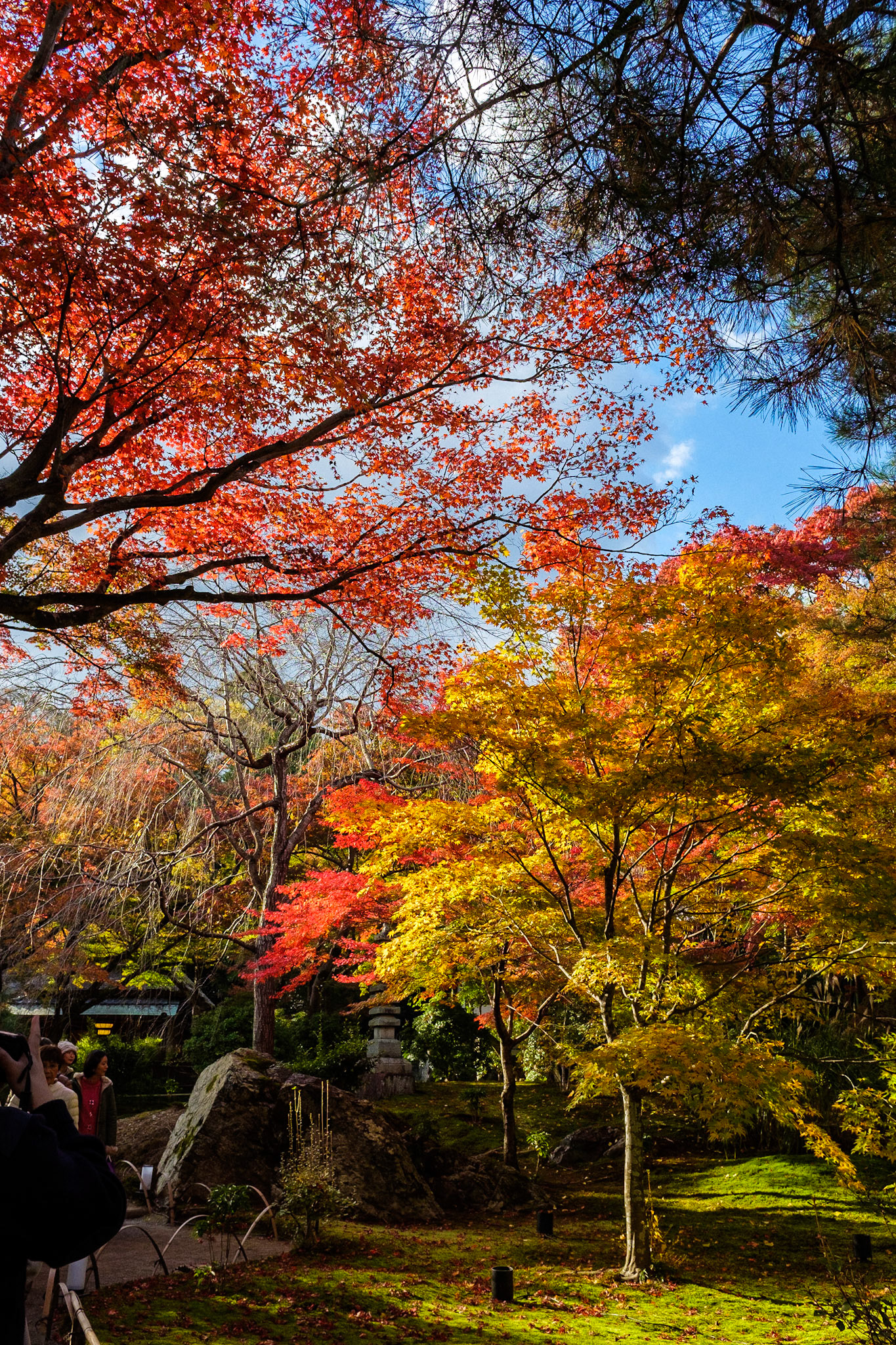 Couleurs d'automne au Tenryū-ji (Kyōto)