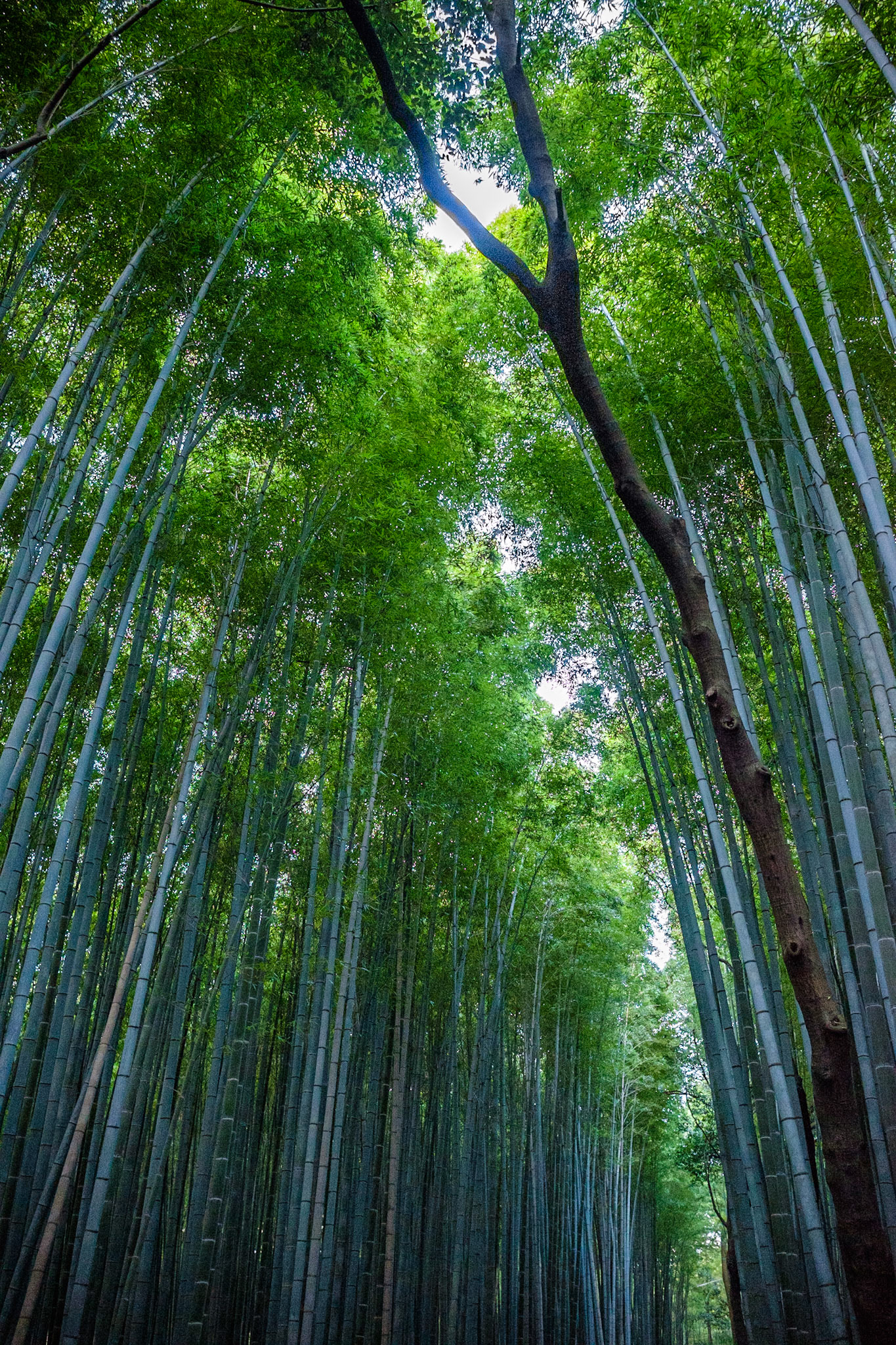 Bambouseraie d'Arashiyama (Kyōto)