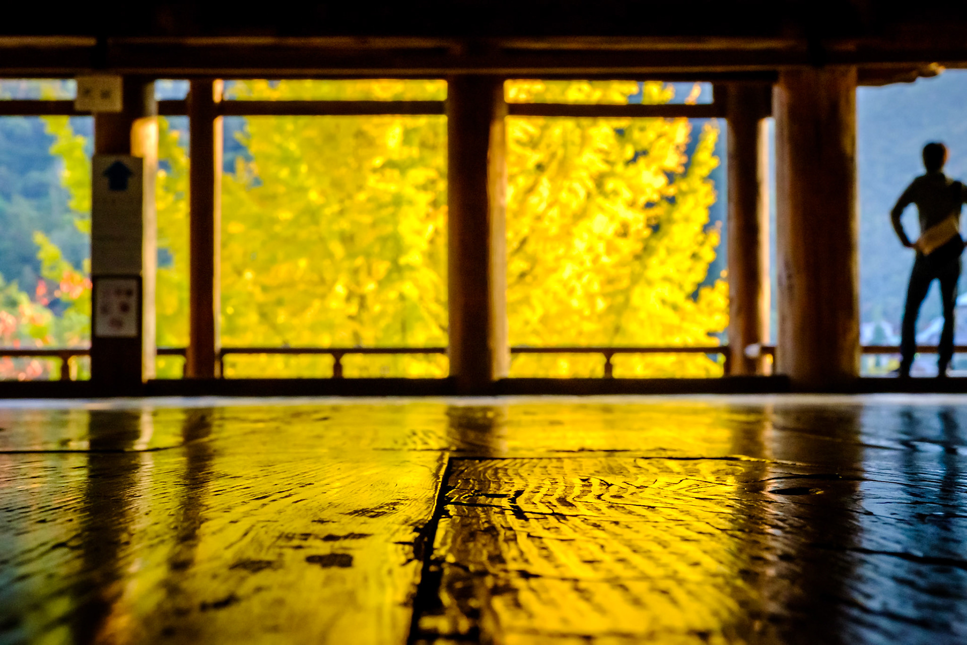 Ginkgo Biloba vu depuis le Senjokaku (Sanctuaire de Toyokuni - Miyajima)