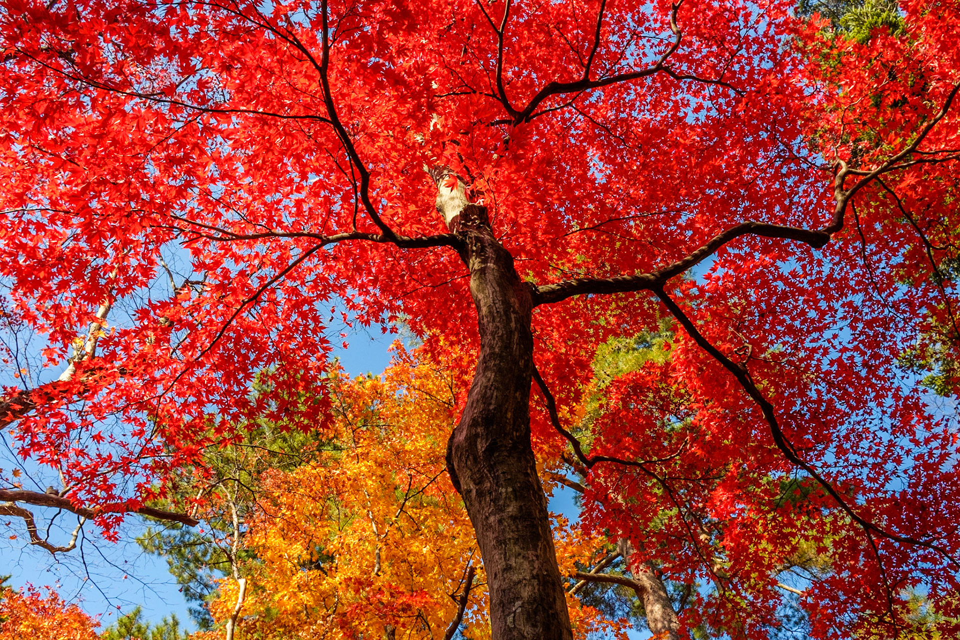 Feuillage d'automne dans le jardin Kenroku-en (Kanazawa)