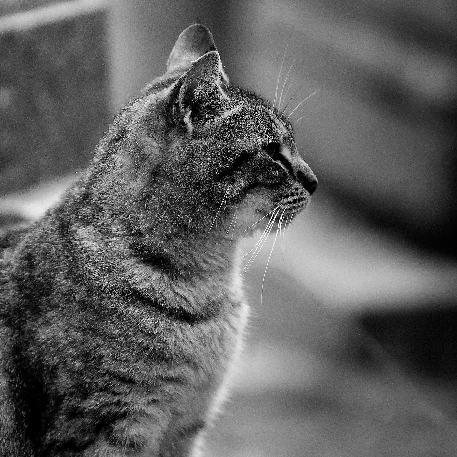 Chat au cimetière du Père Lachaise