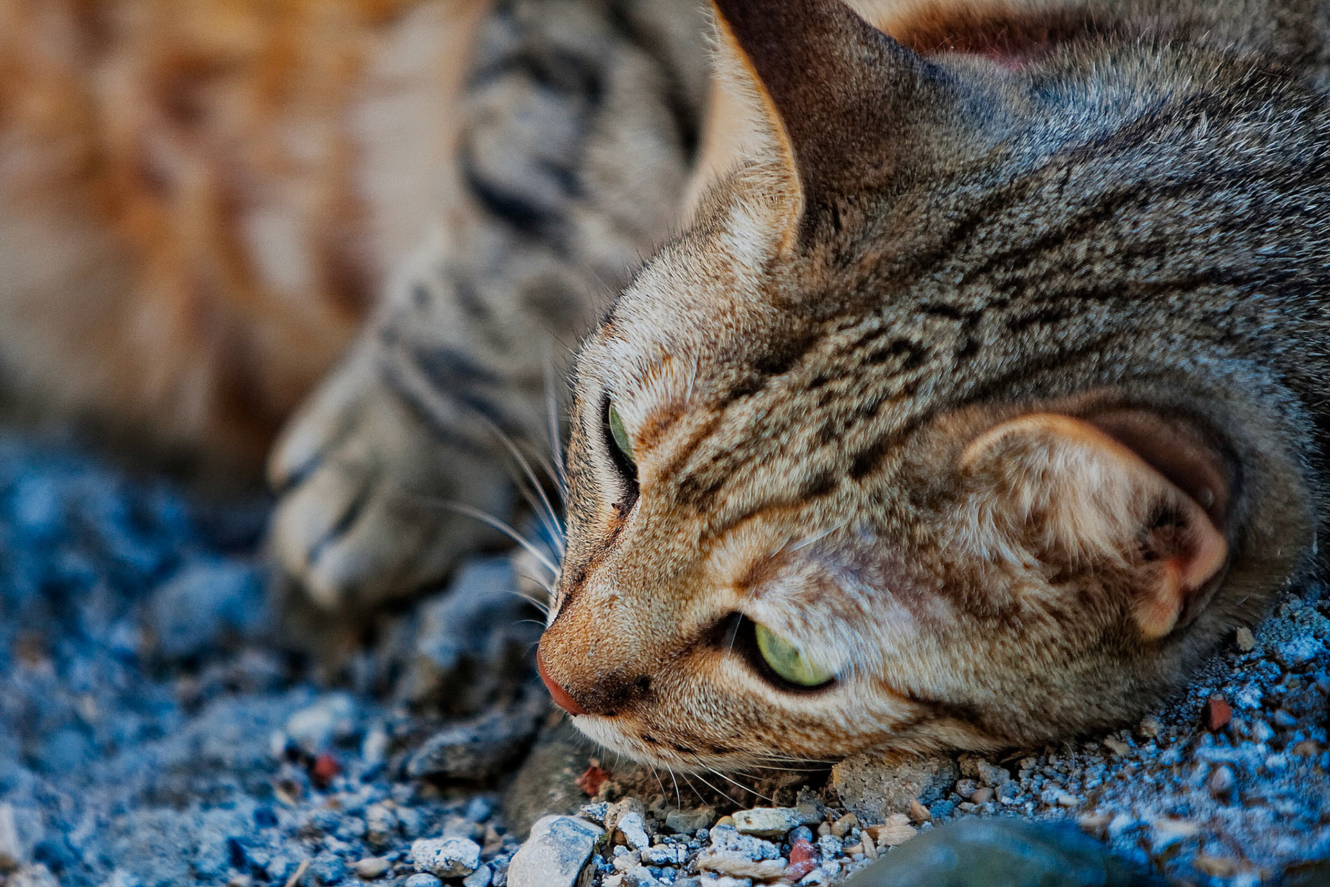 Chat pérougien