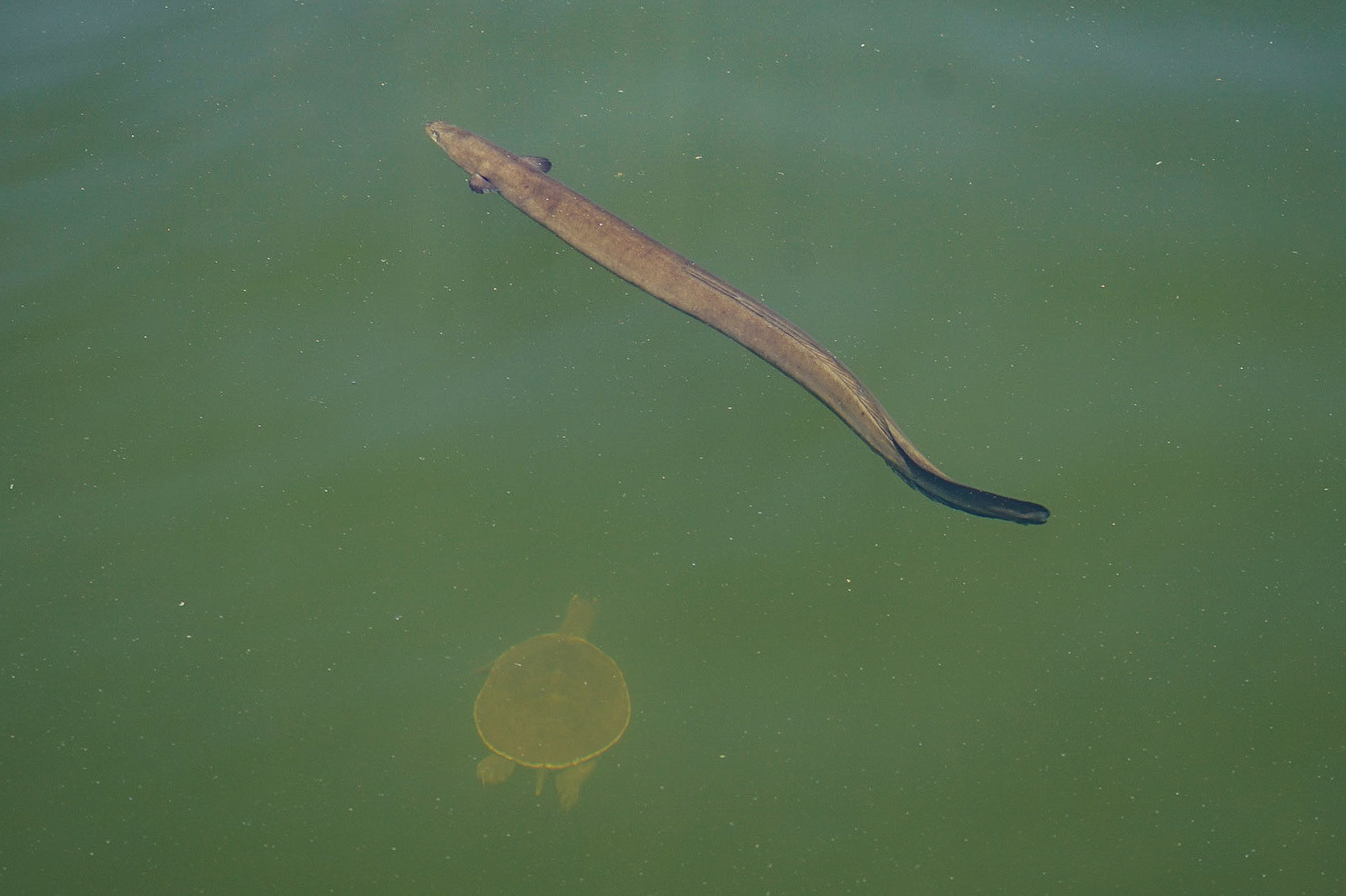Eel