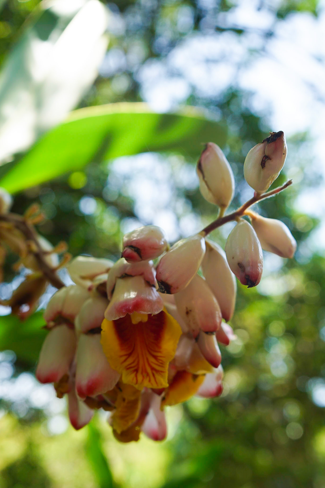 Botanical Gardens