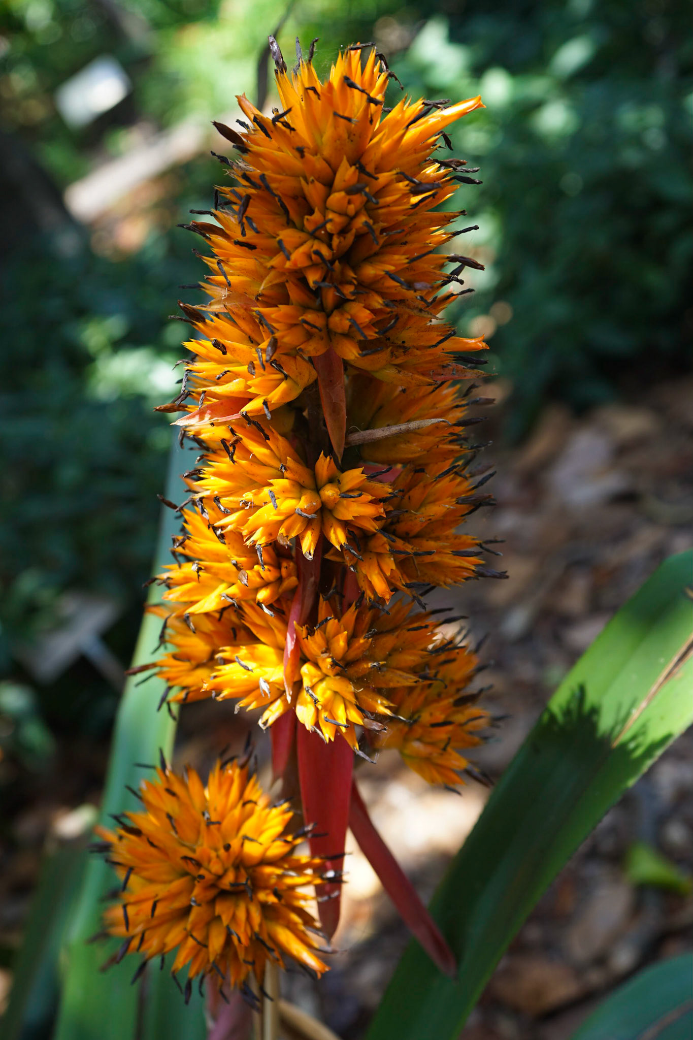 Botanical Gardens