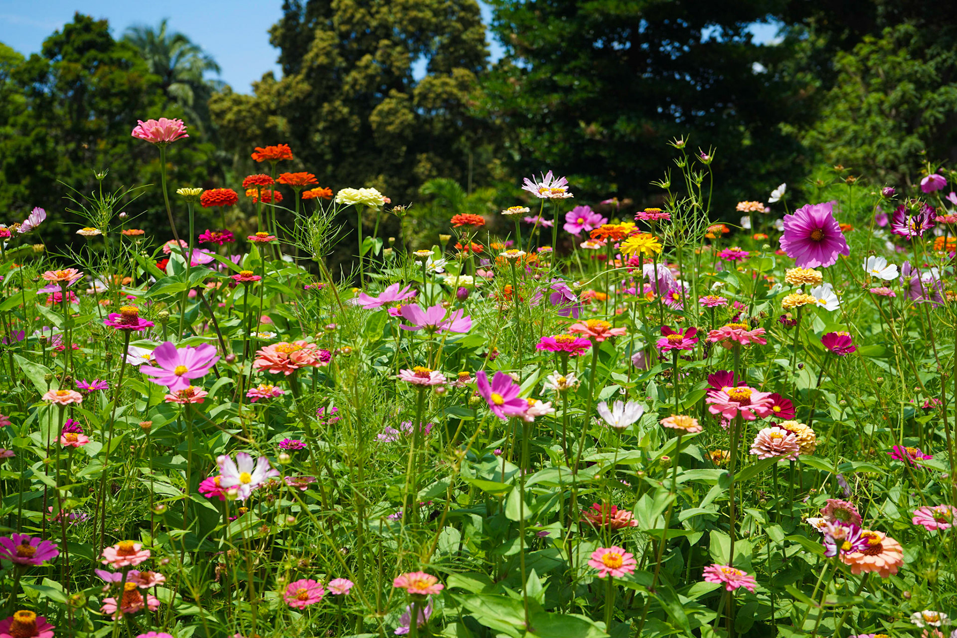 Botanical Gardens