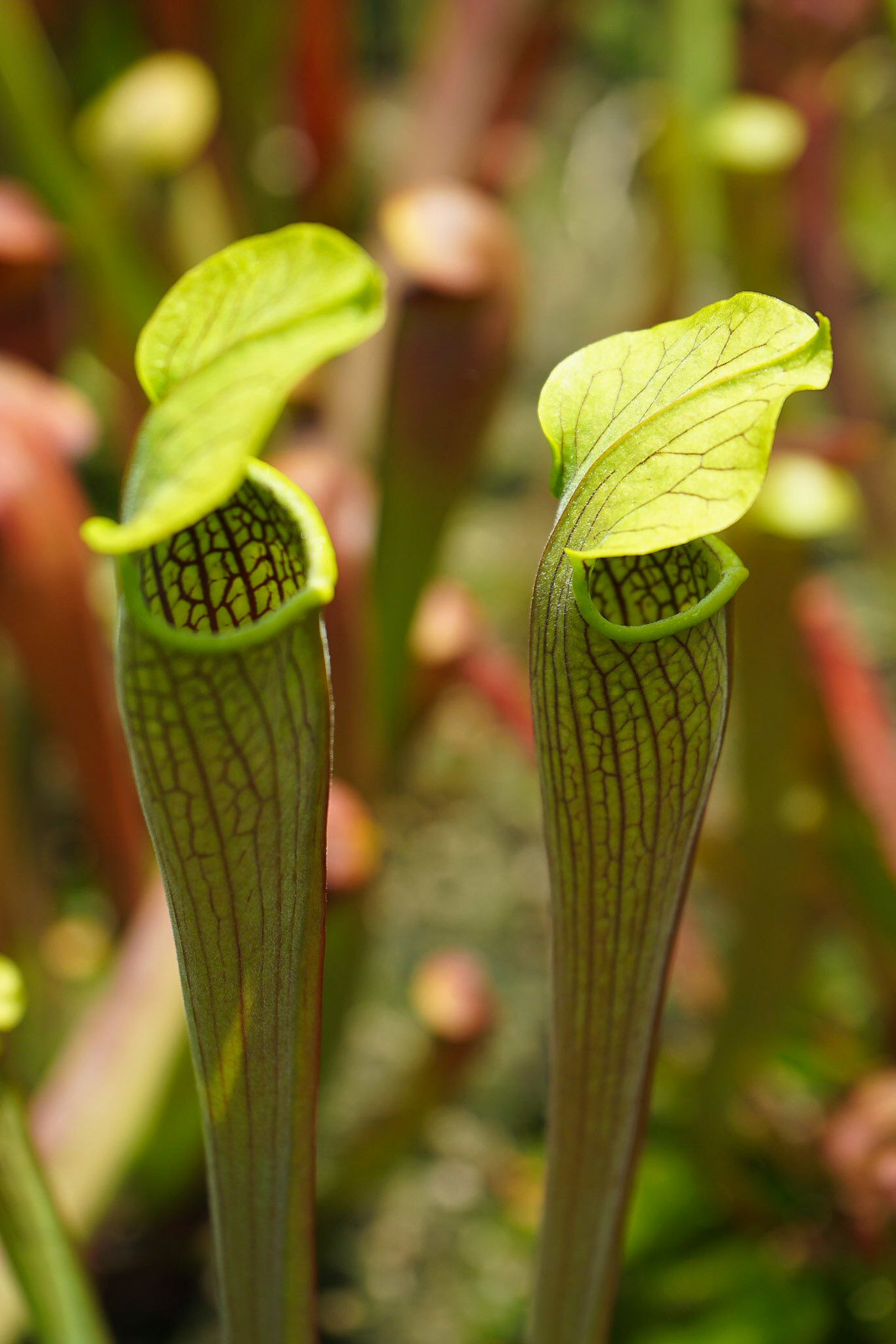 The Calyx