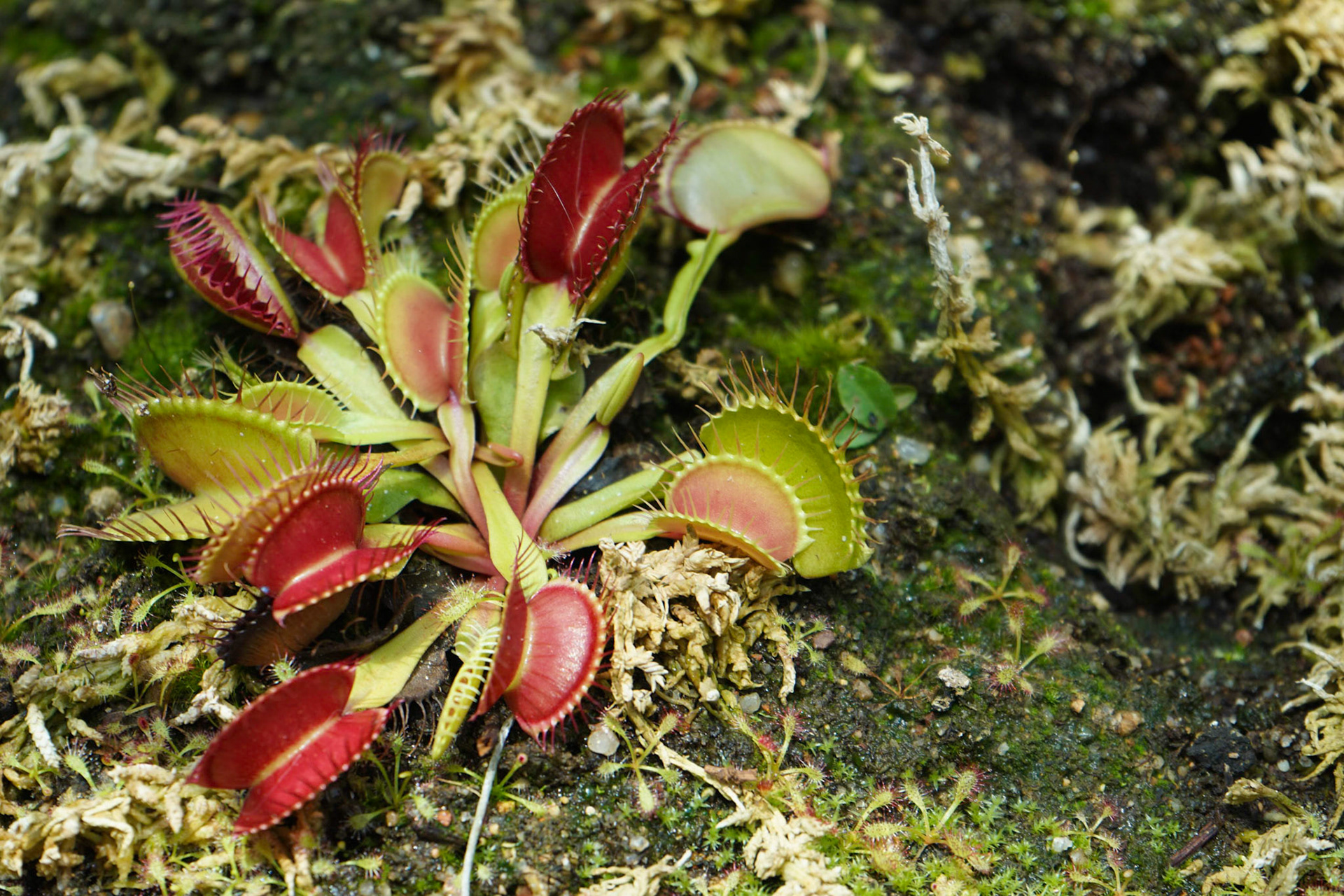 The Calyx