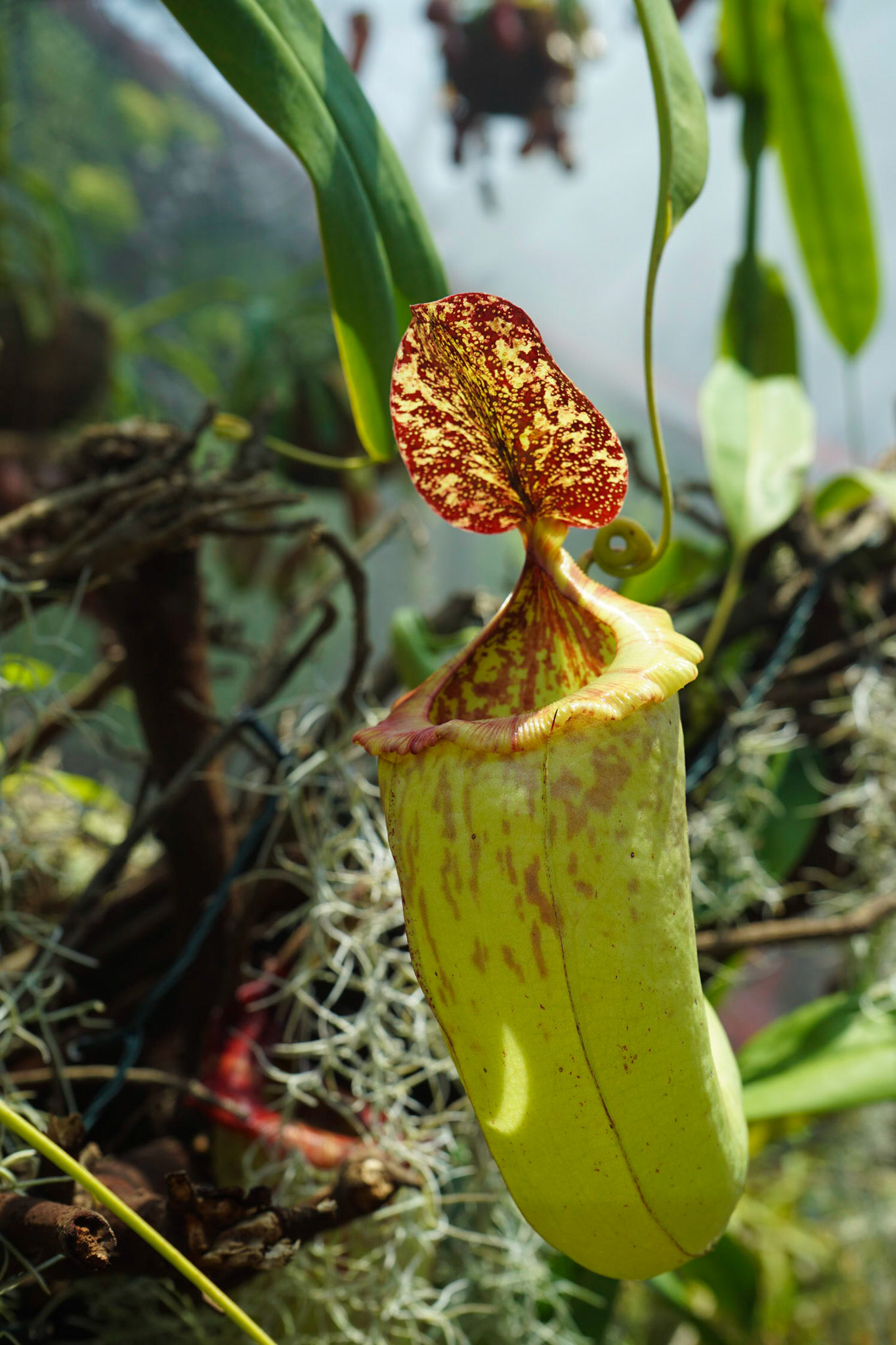 The Calyx