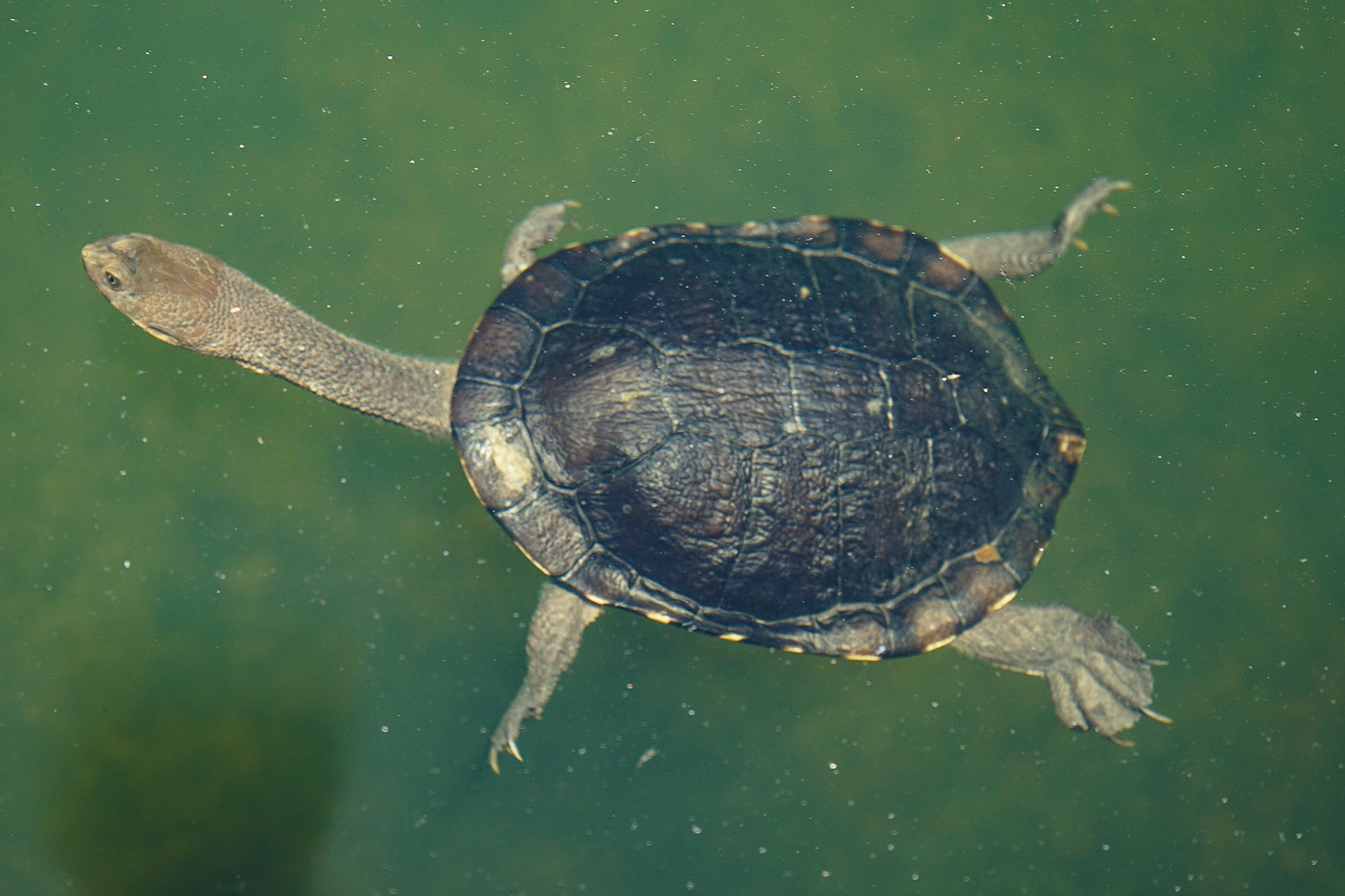 Long neck turtle