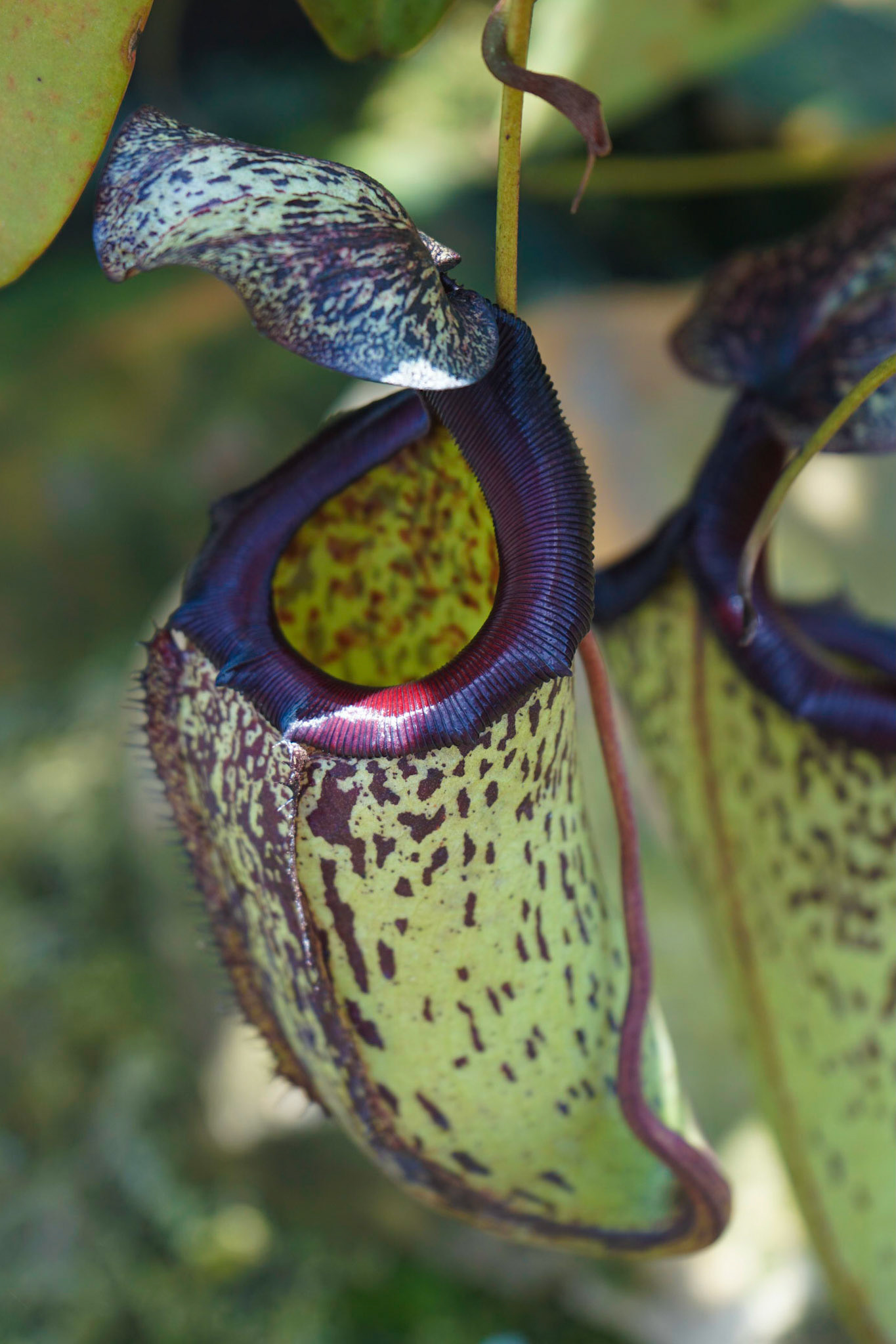 The Calyx