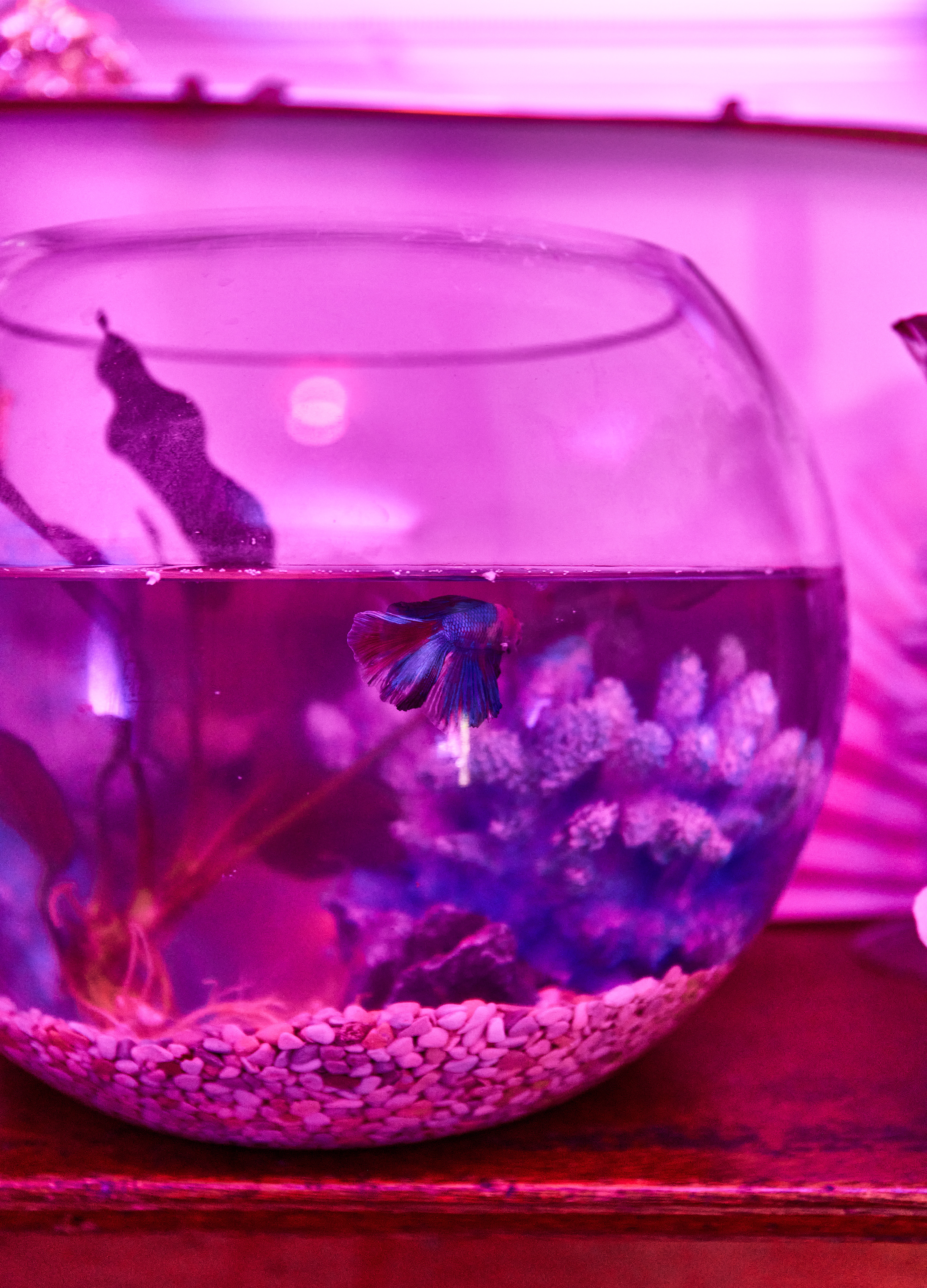 House of ABSOLUT x Mardi Gras