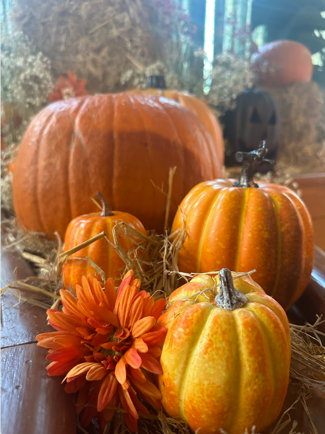 Halloween x Solotel