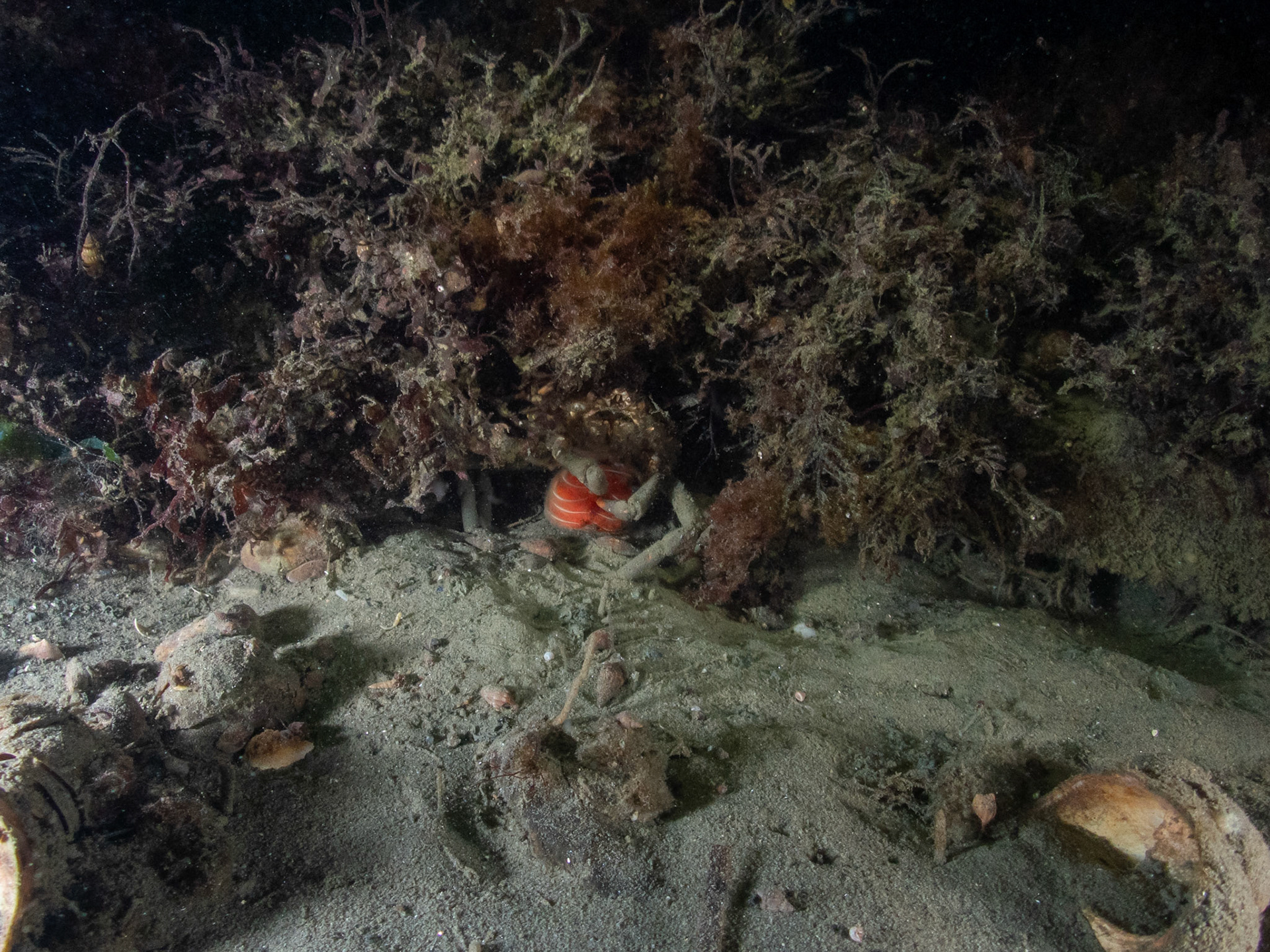 Portly spider crab with eggs
