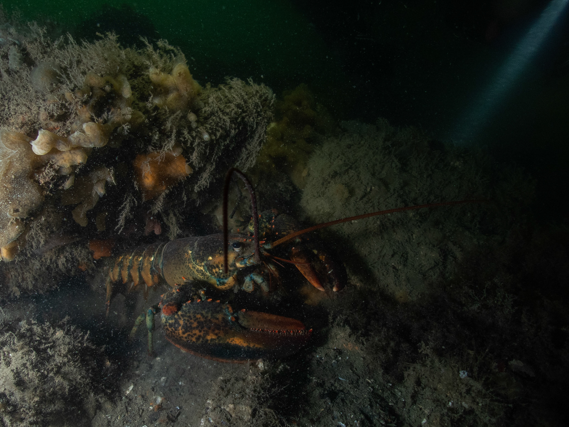 Silty lobster