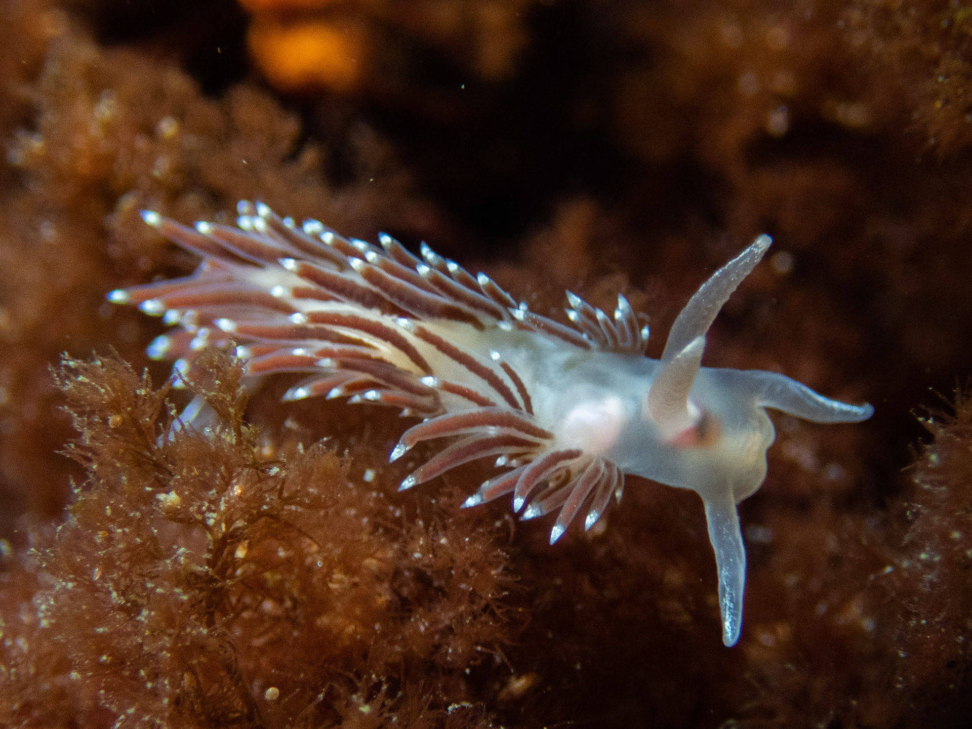 Flabellina verrucosa