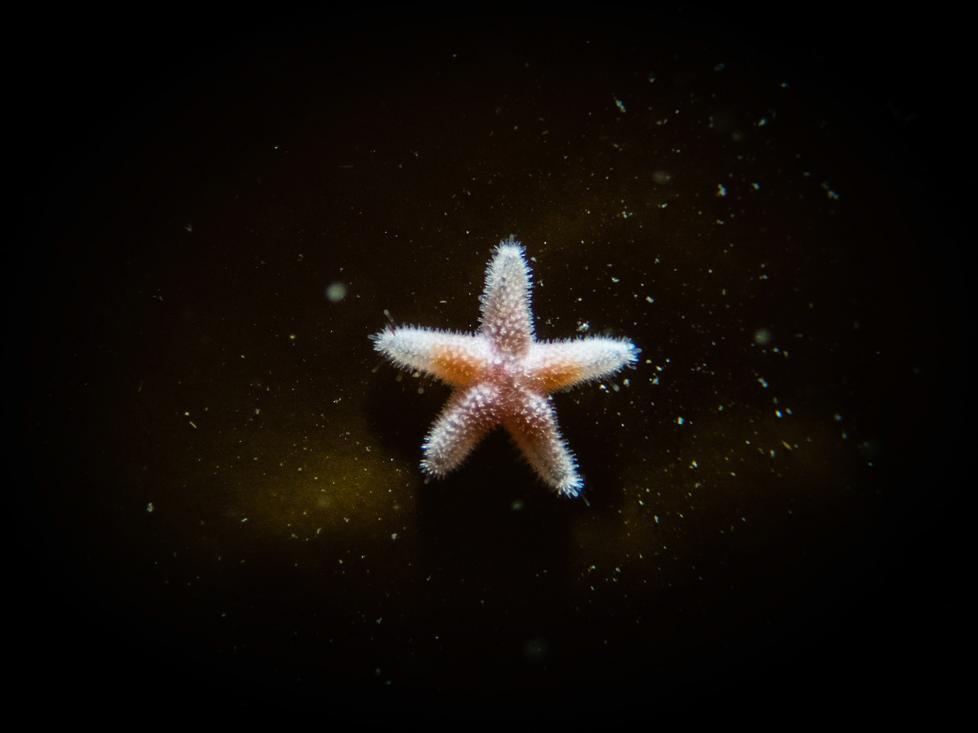 Super tiny blood star