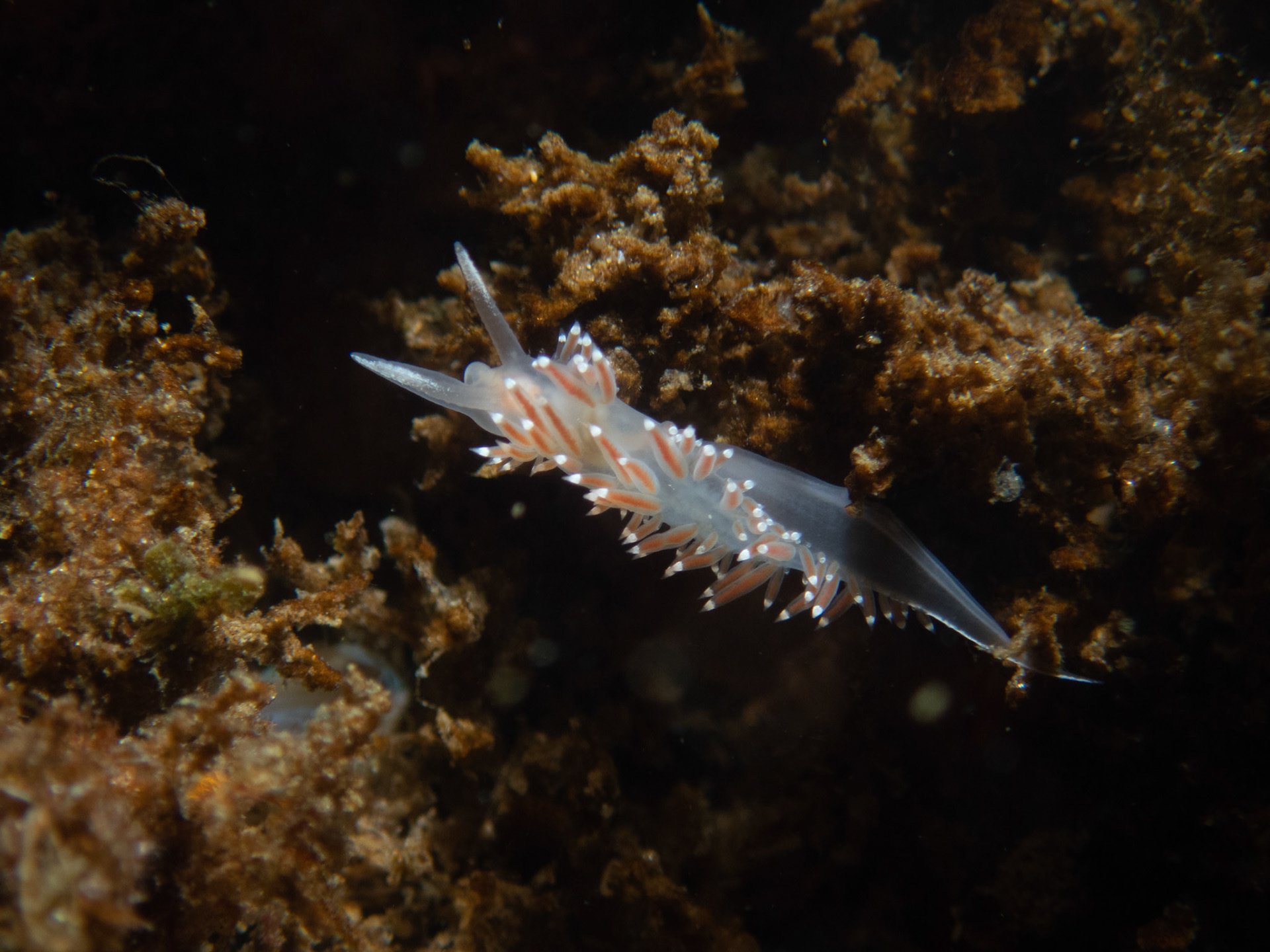 Red-finger aeolis