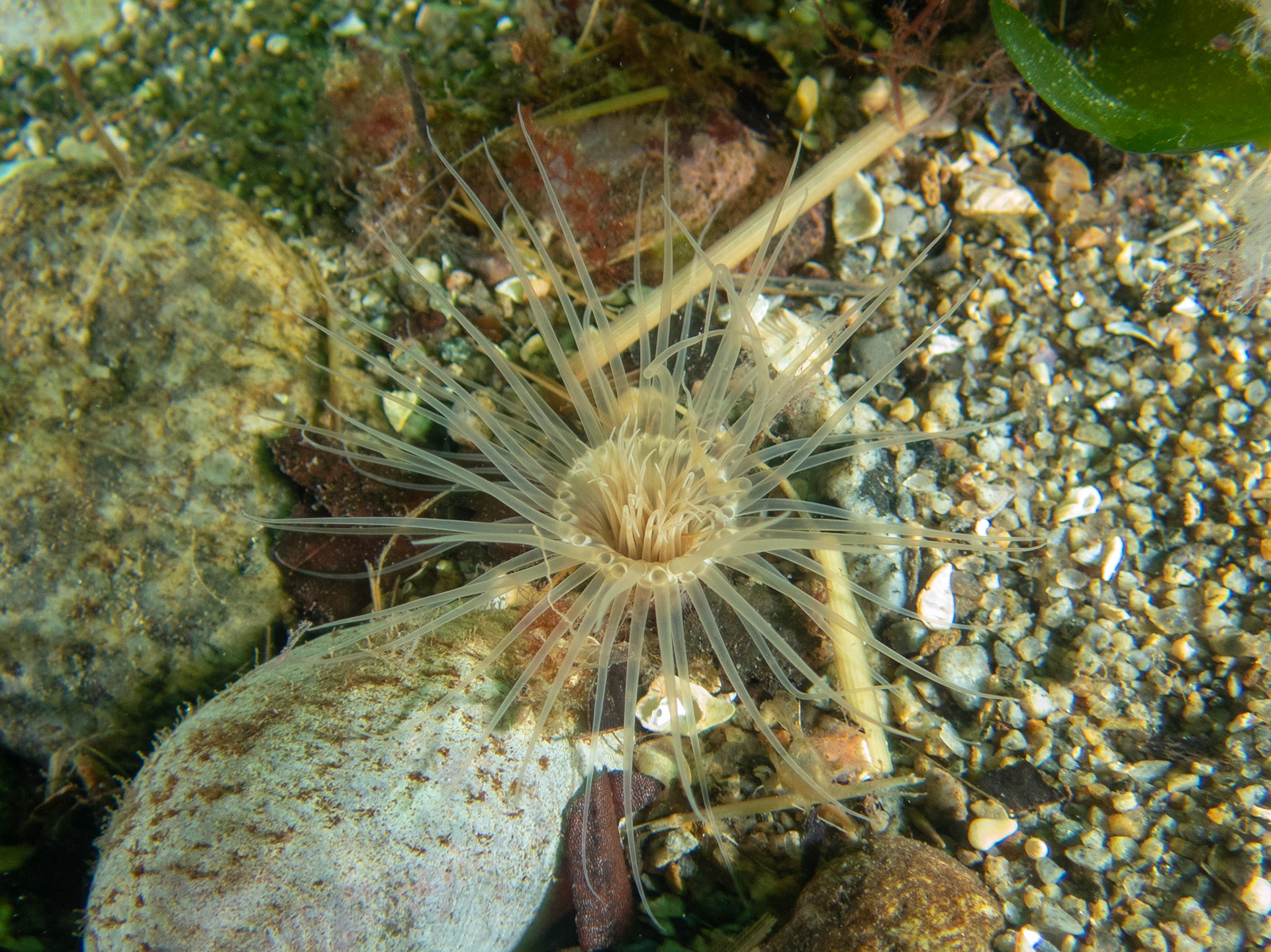 Northern Cerianthid