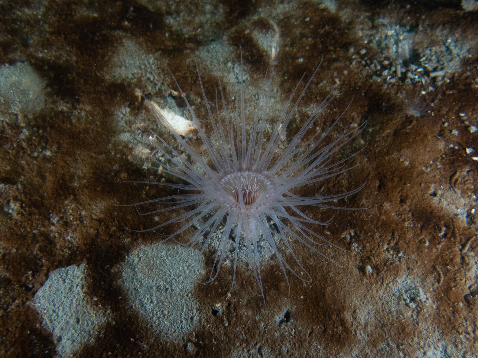 Northern Cerianthid