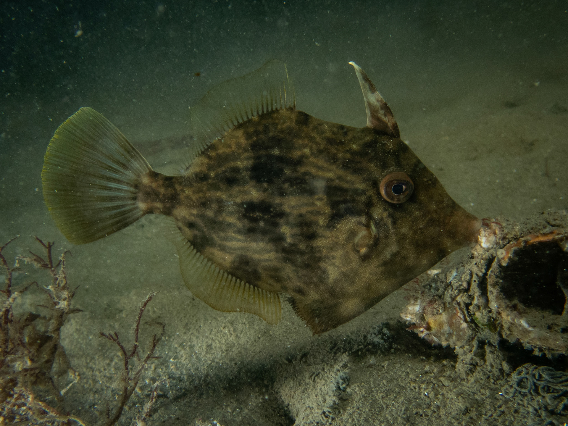Filefish