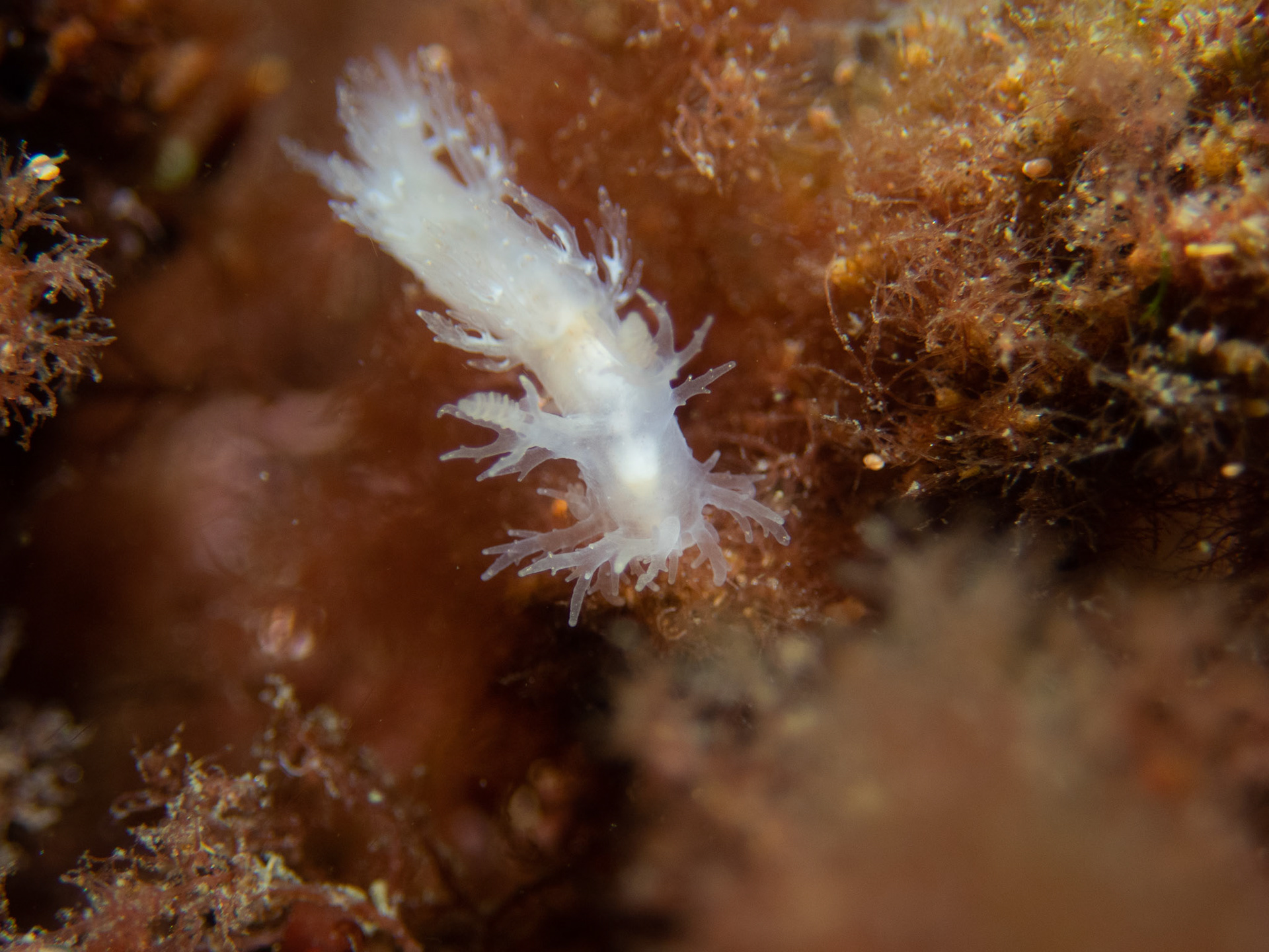 Dendronotus frondosus