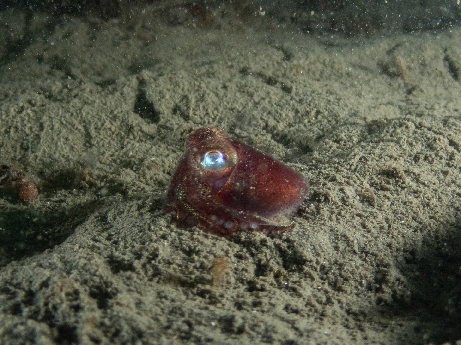 Bobtail squid