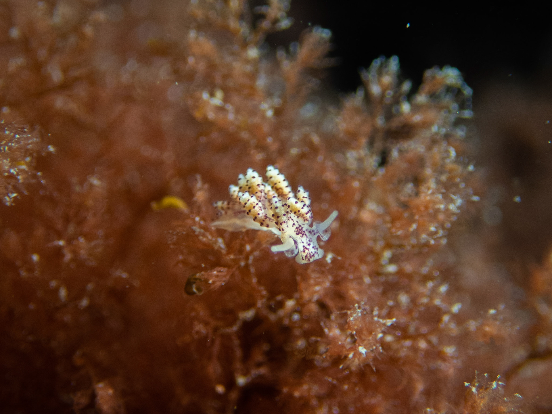 Doto coronata