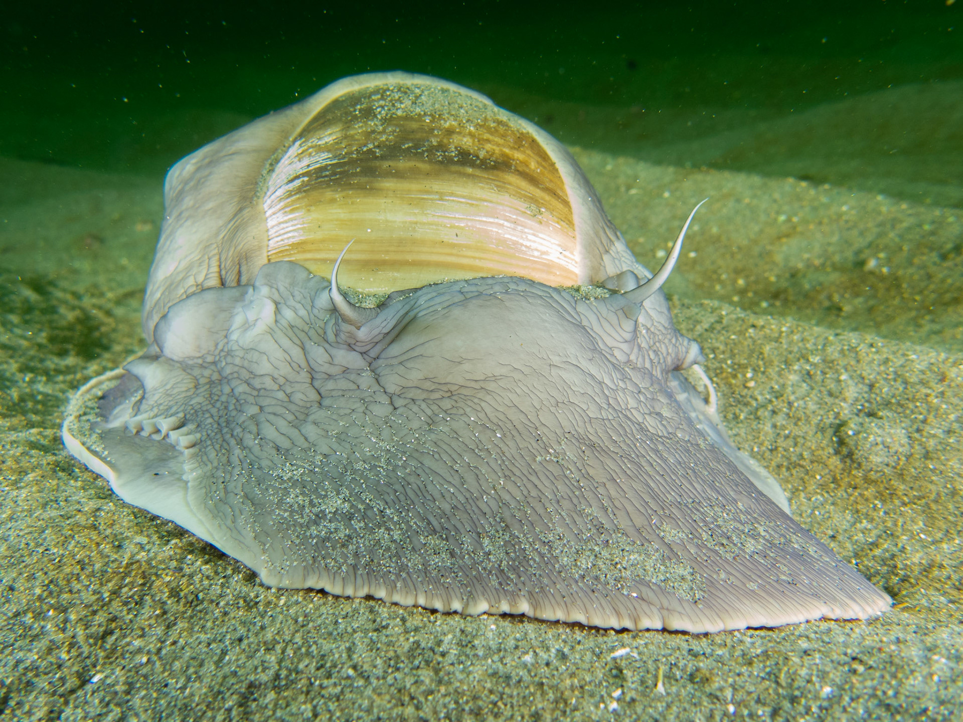 The monster moon snail