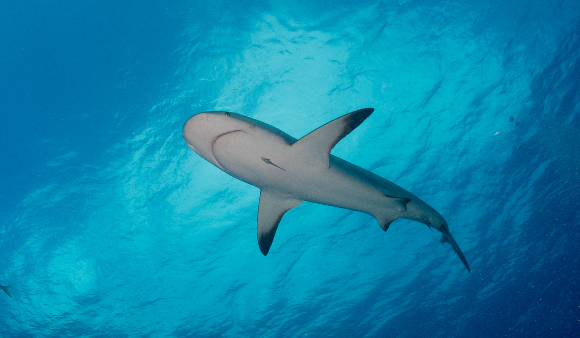 Caribbean Reef Shark