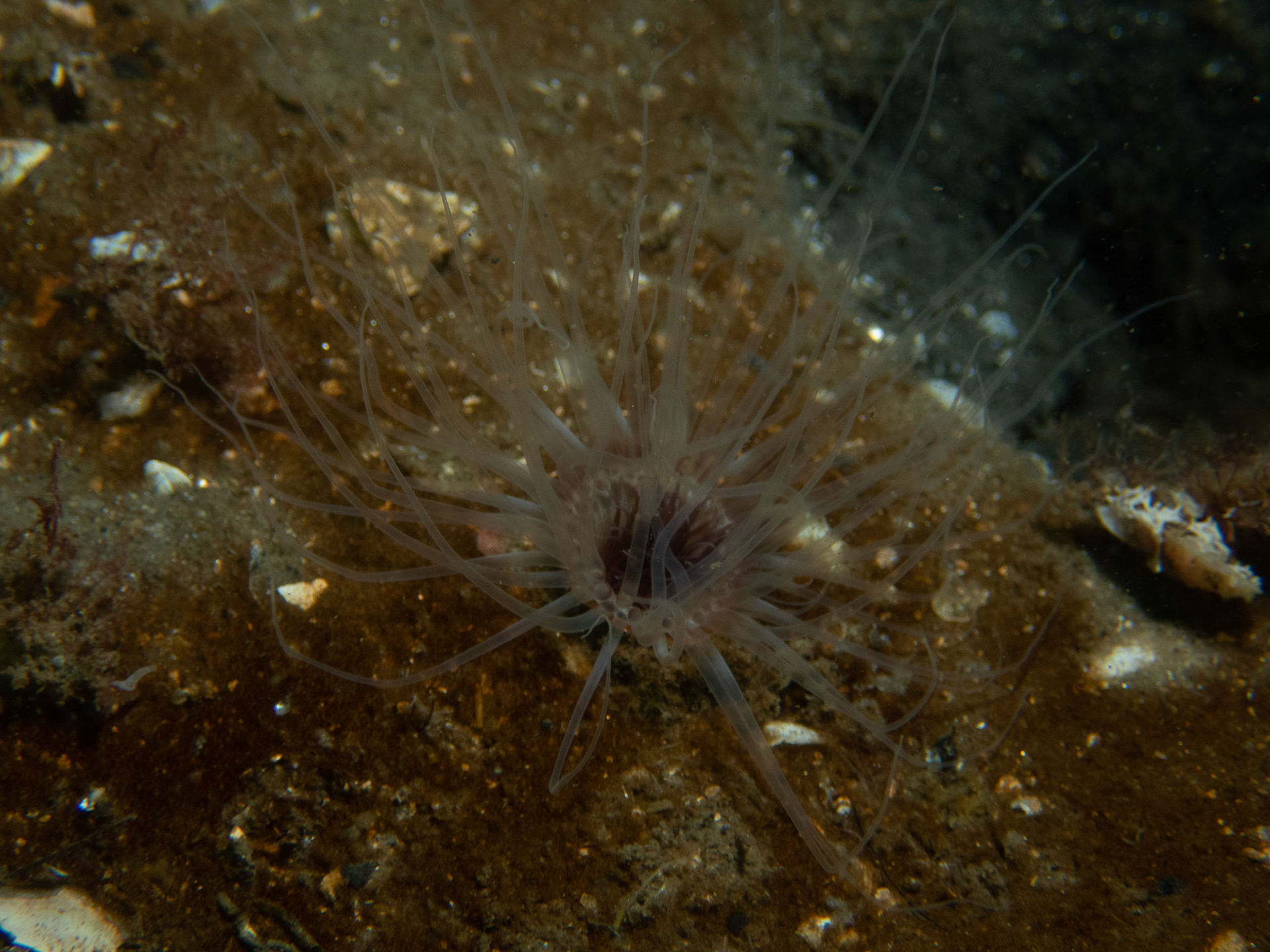 Northern cerianthid