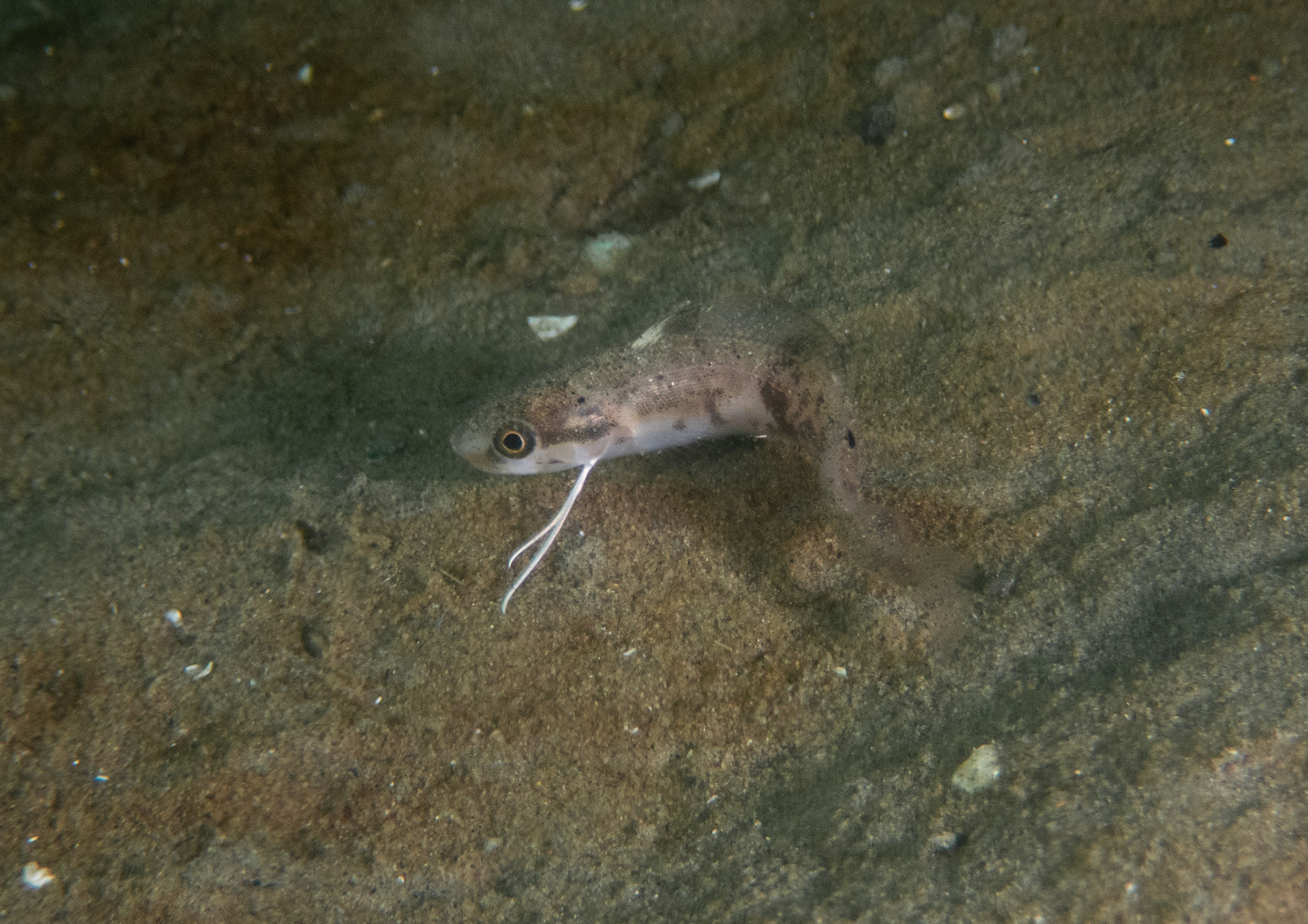 Tiny juevnile hake
