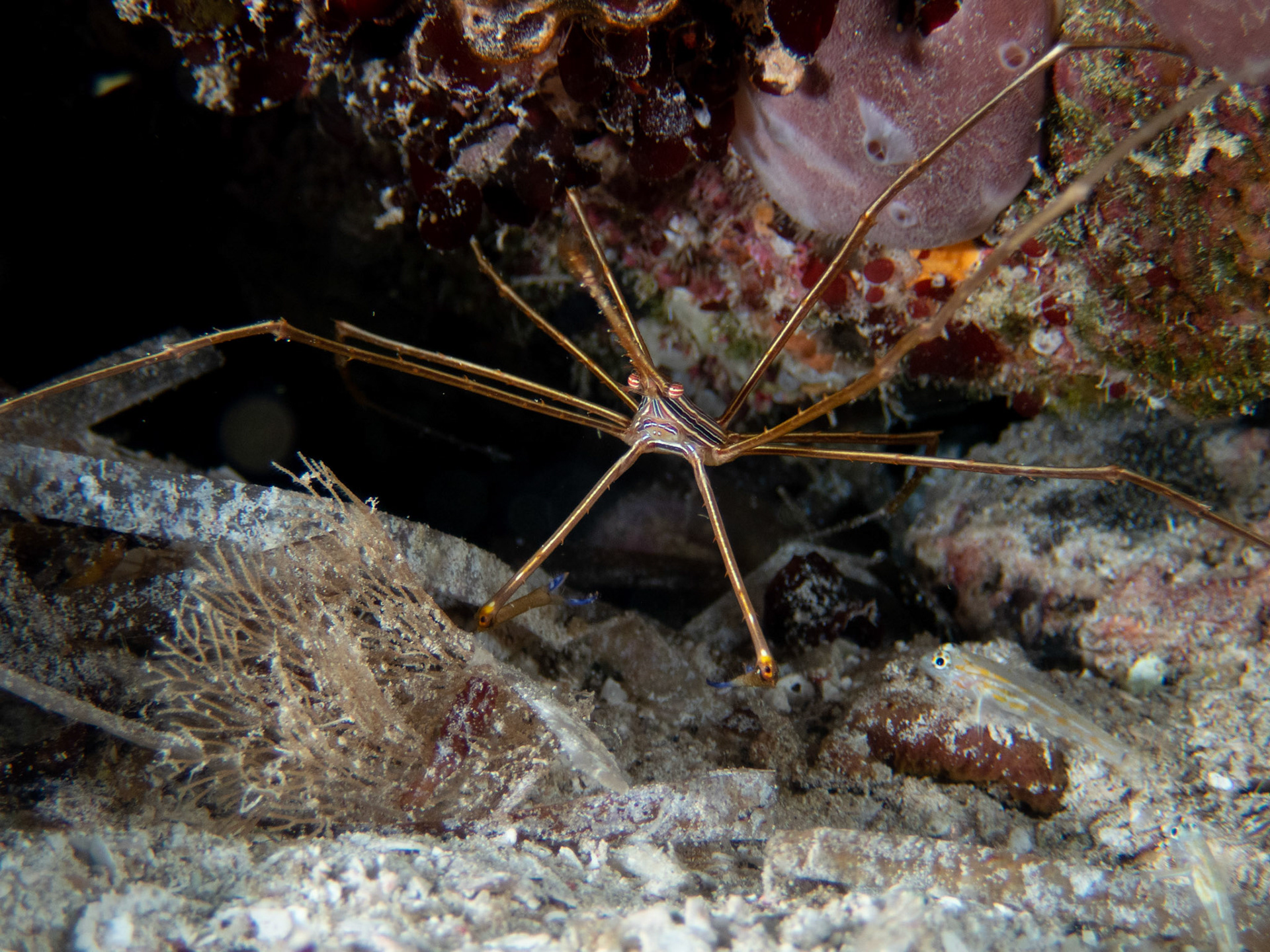 Arrow Crab