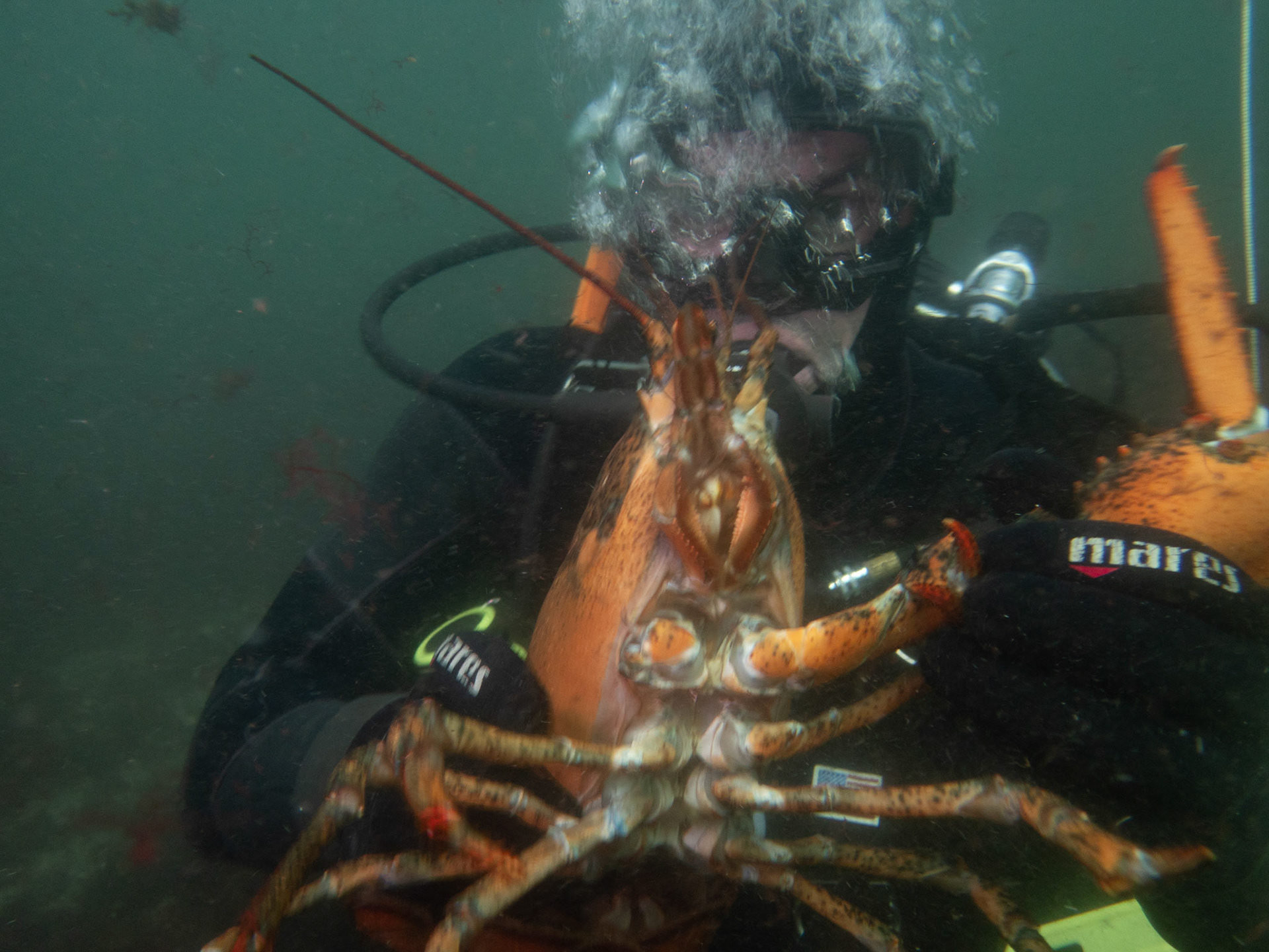 Big lobster