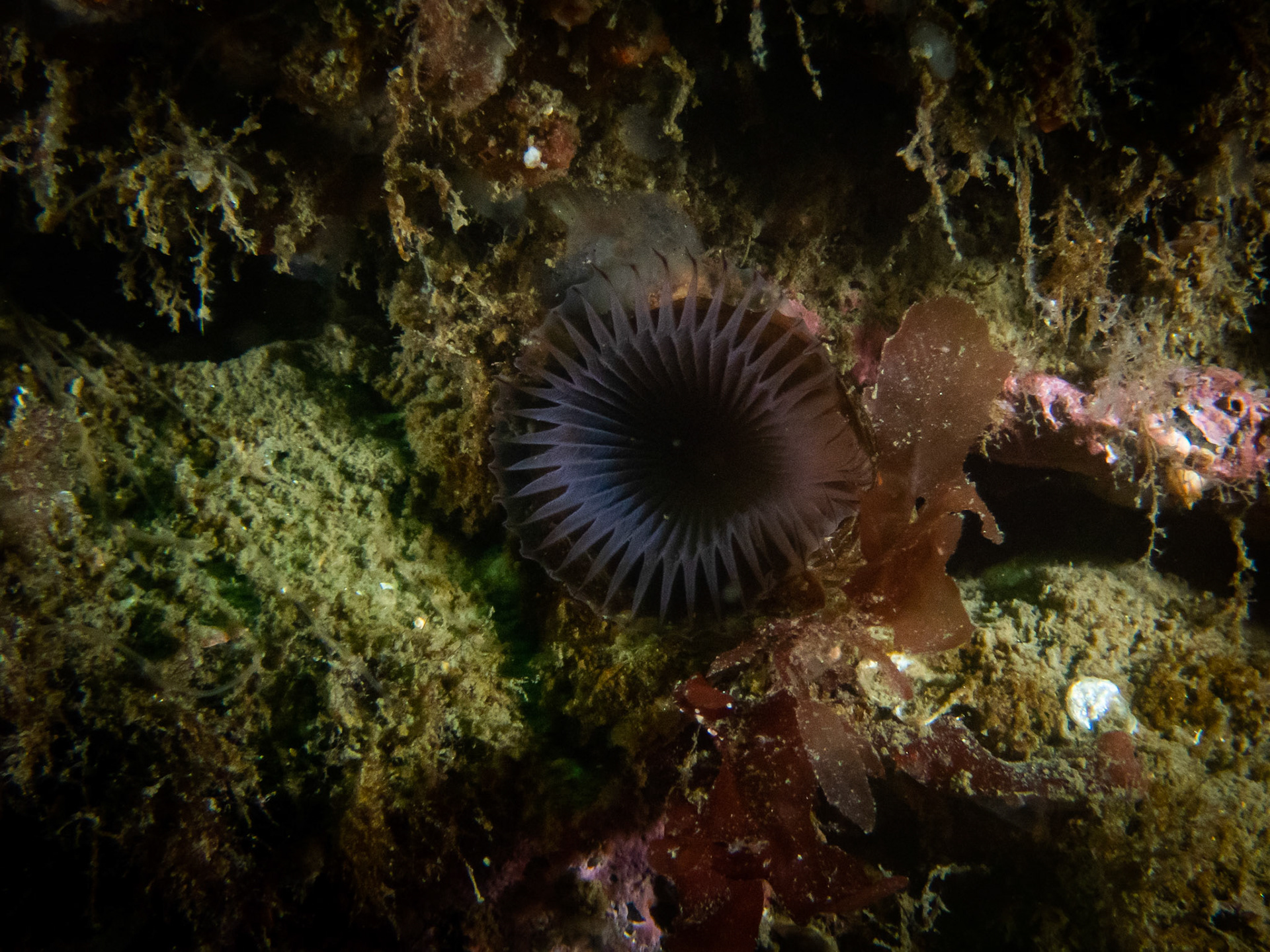 Slime worm