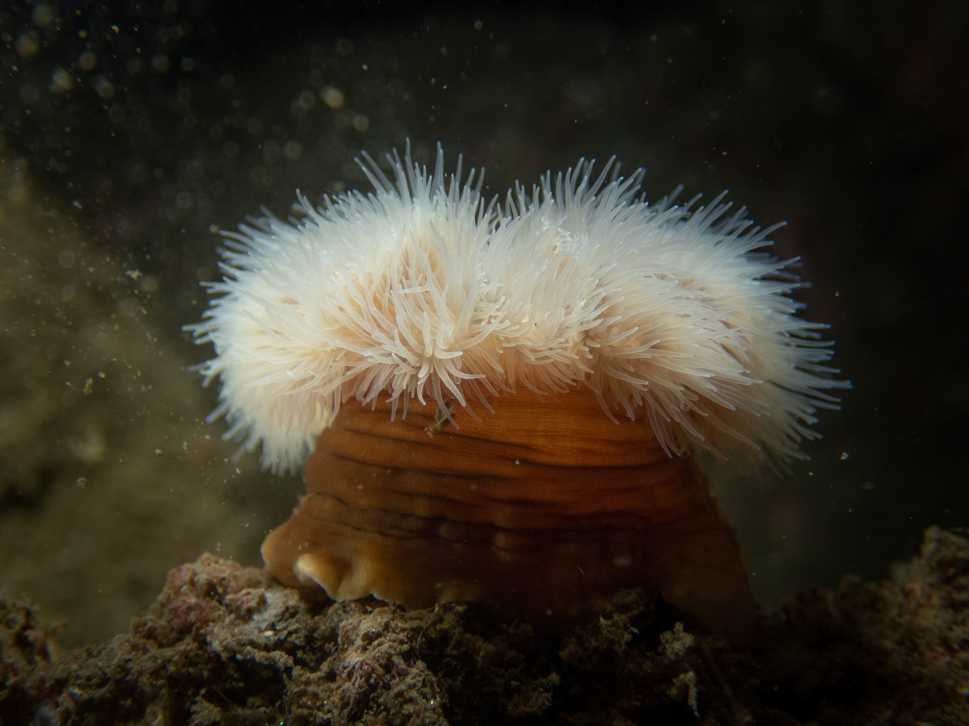 Frilled Anemone