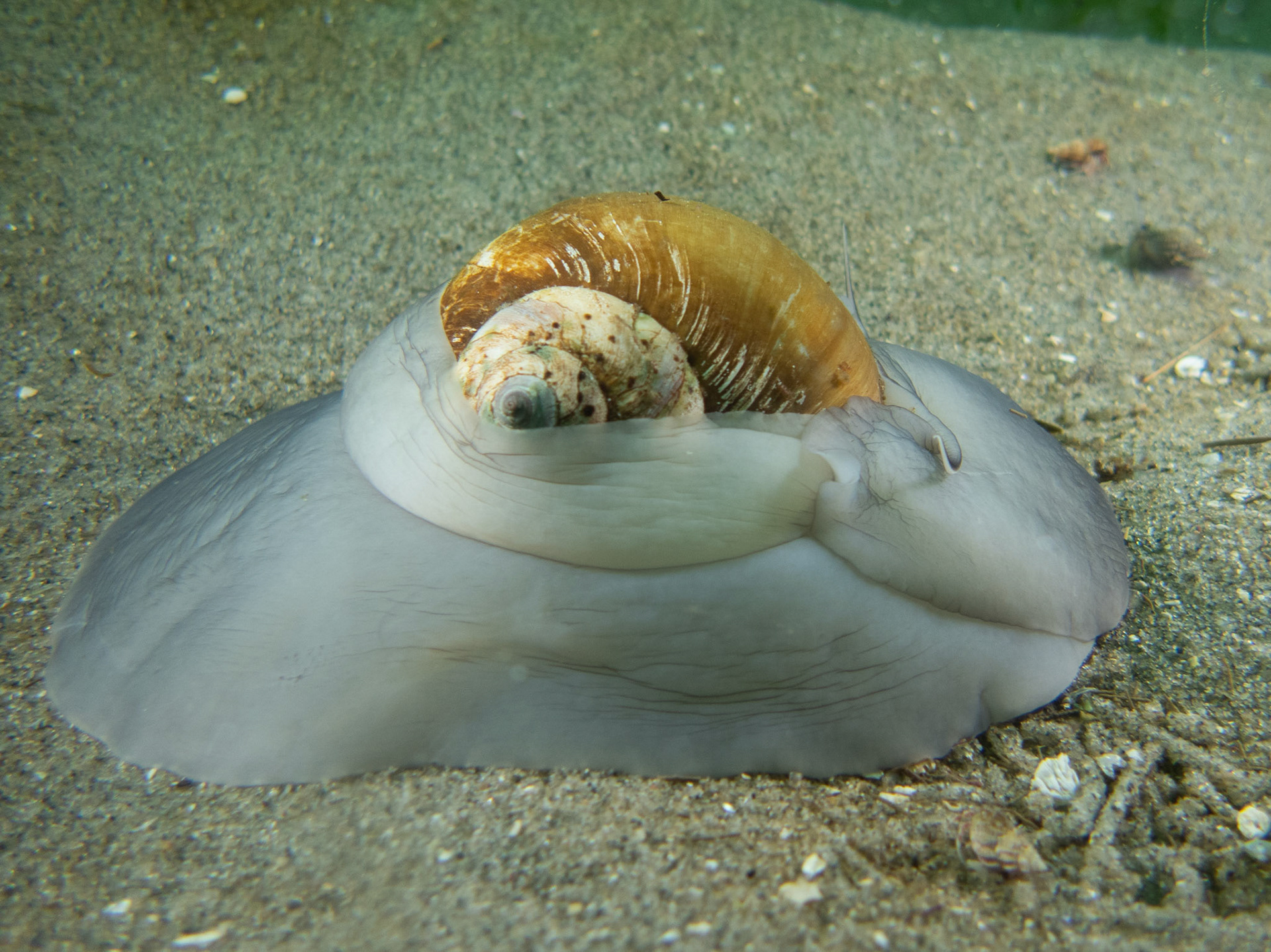 Moon snail