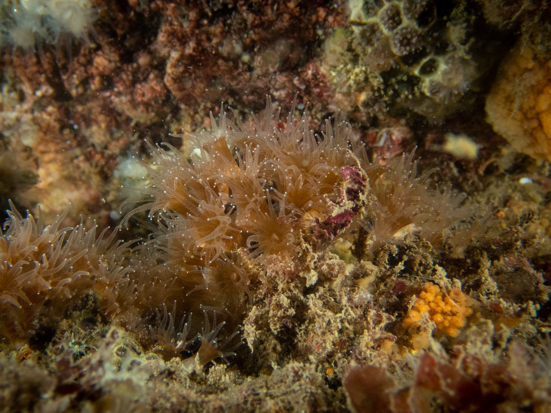 Northern star coral