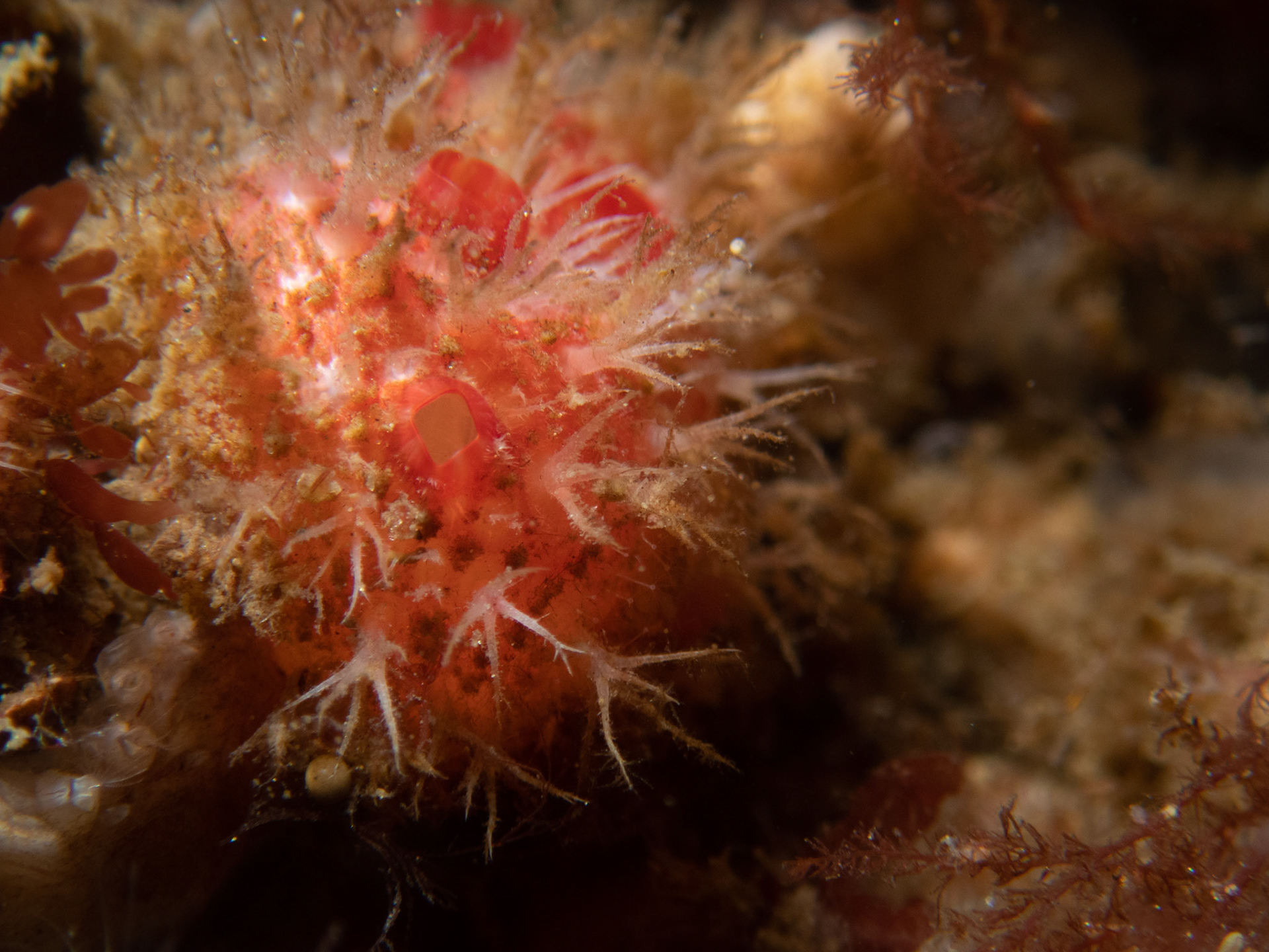 Unidentified Tunicate